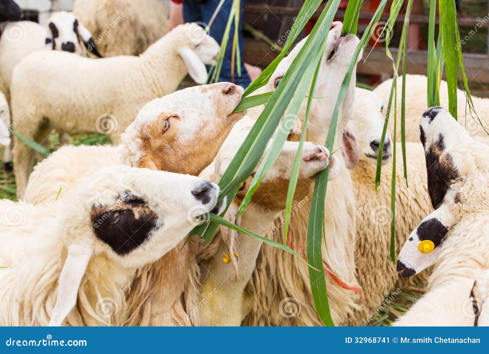 Feeding sheep stock image. Image of nature, livestock 32968741