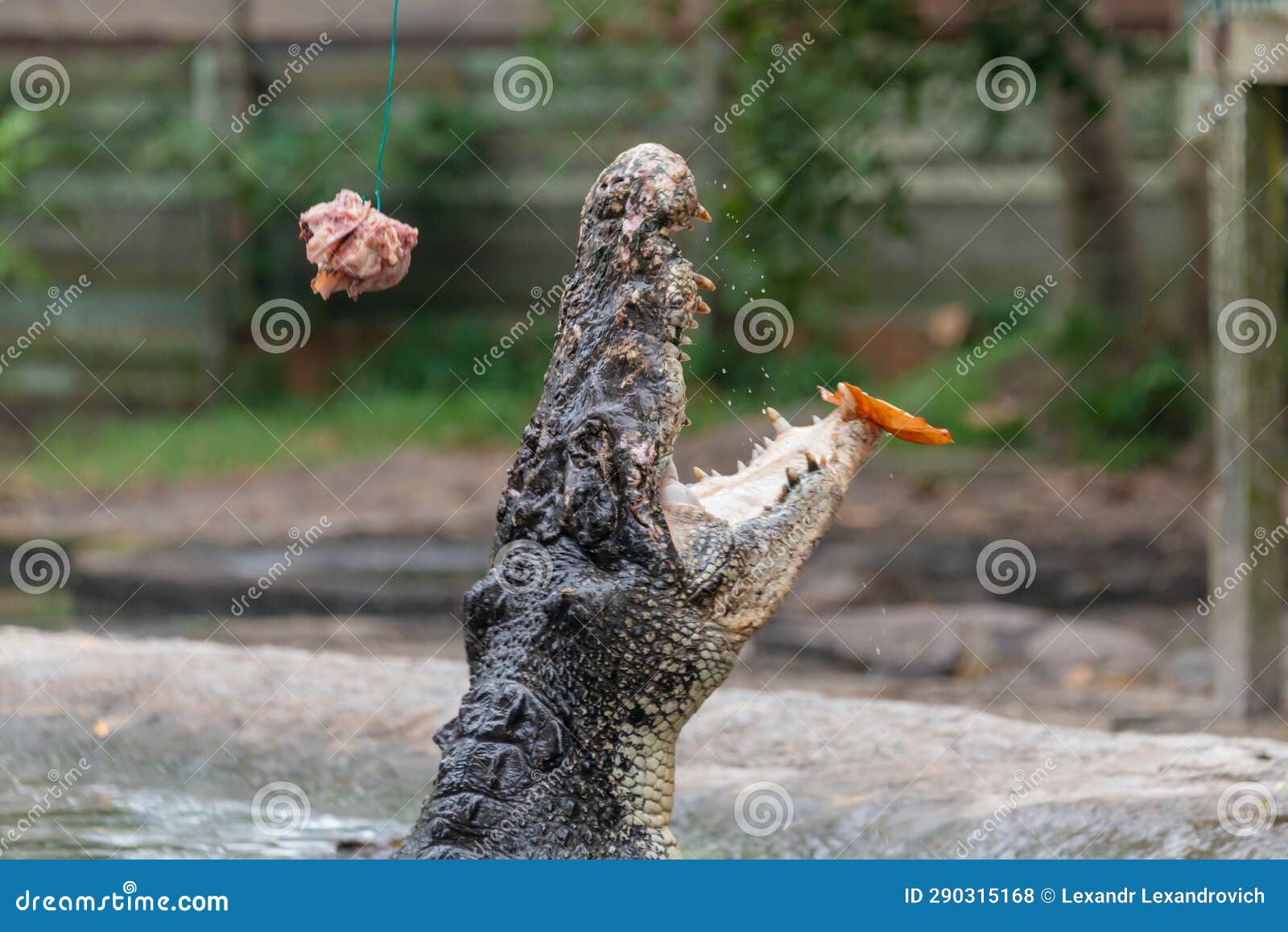 Feeding The Crocodile On A River Tour On The Tarcoles River Royalty Biology Diagrams