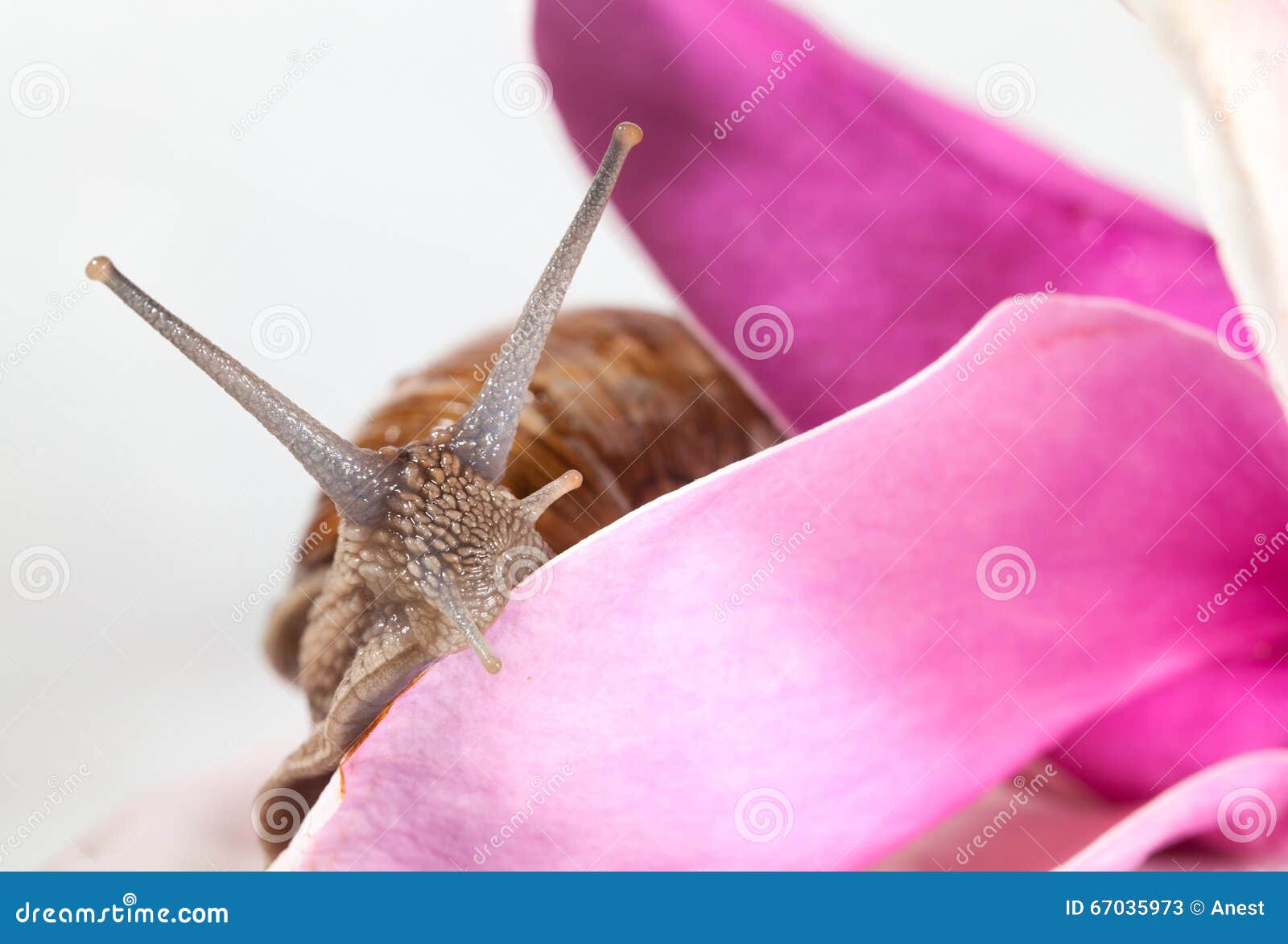 Feeding snail stock image. Image of mollusca, nature 67035973