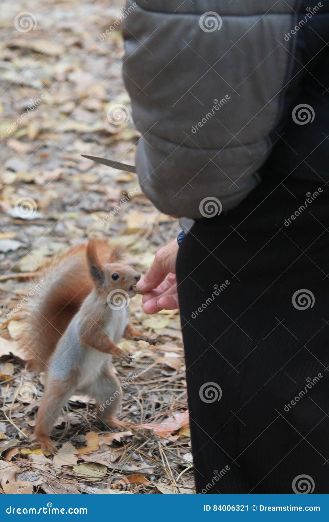 Feeding squirrels stock image. Image of park, hands, legs 84006321