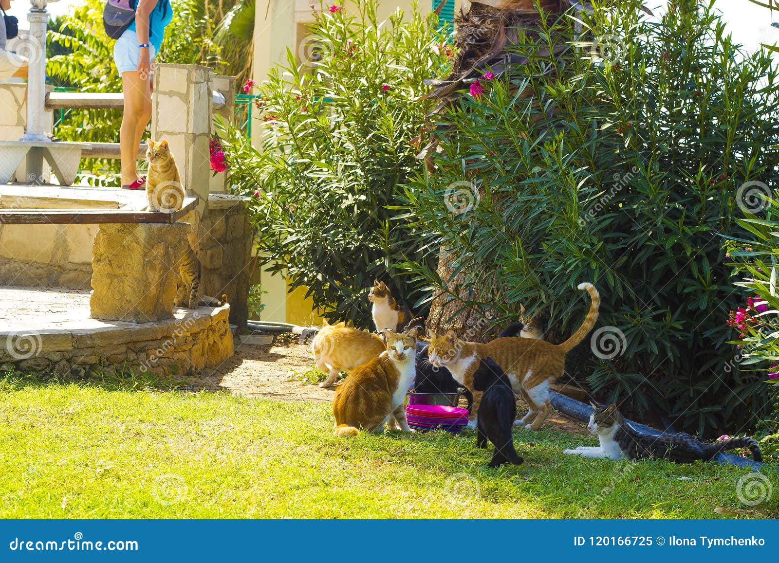 download free feeding stray cats download free feeding stray cats