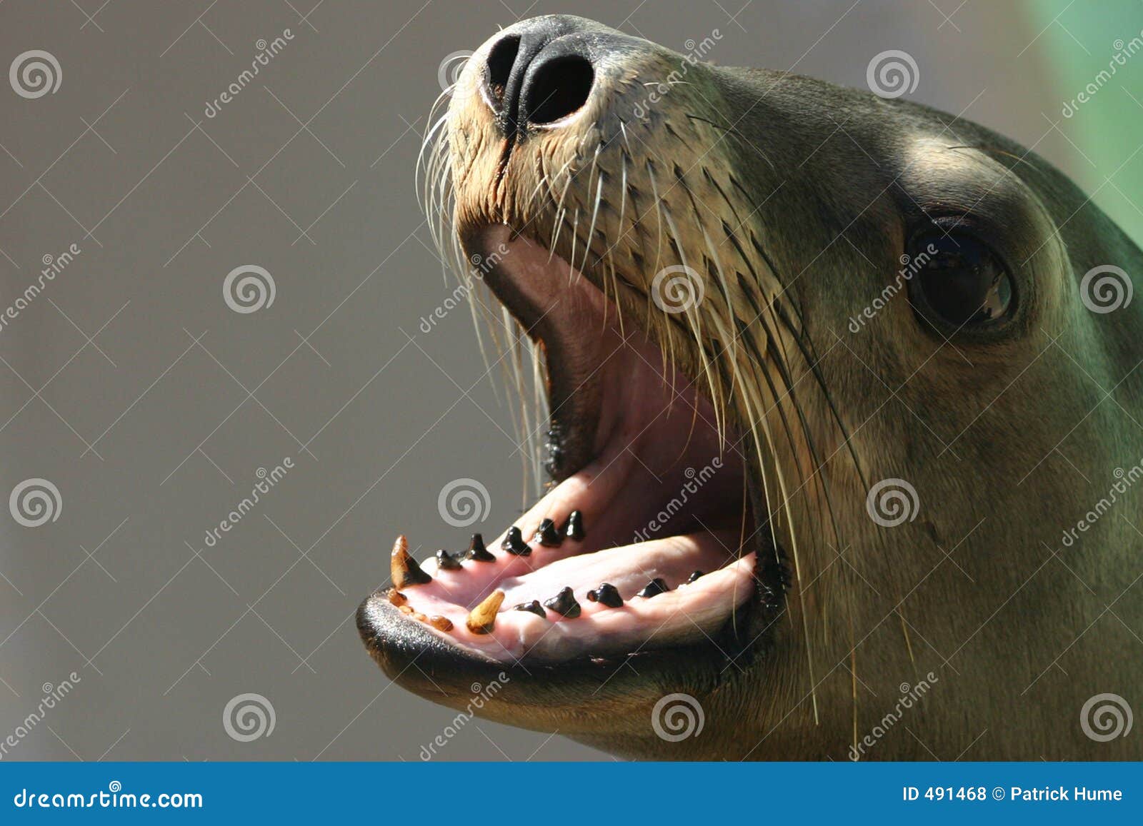 feeding time