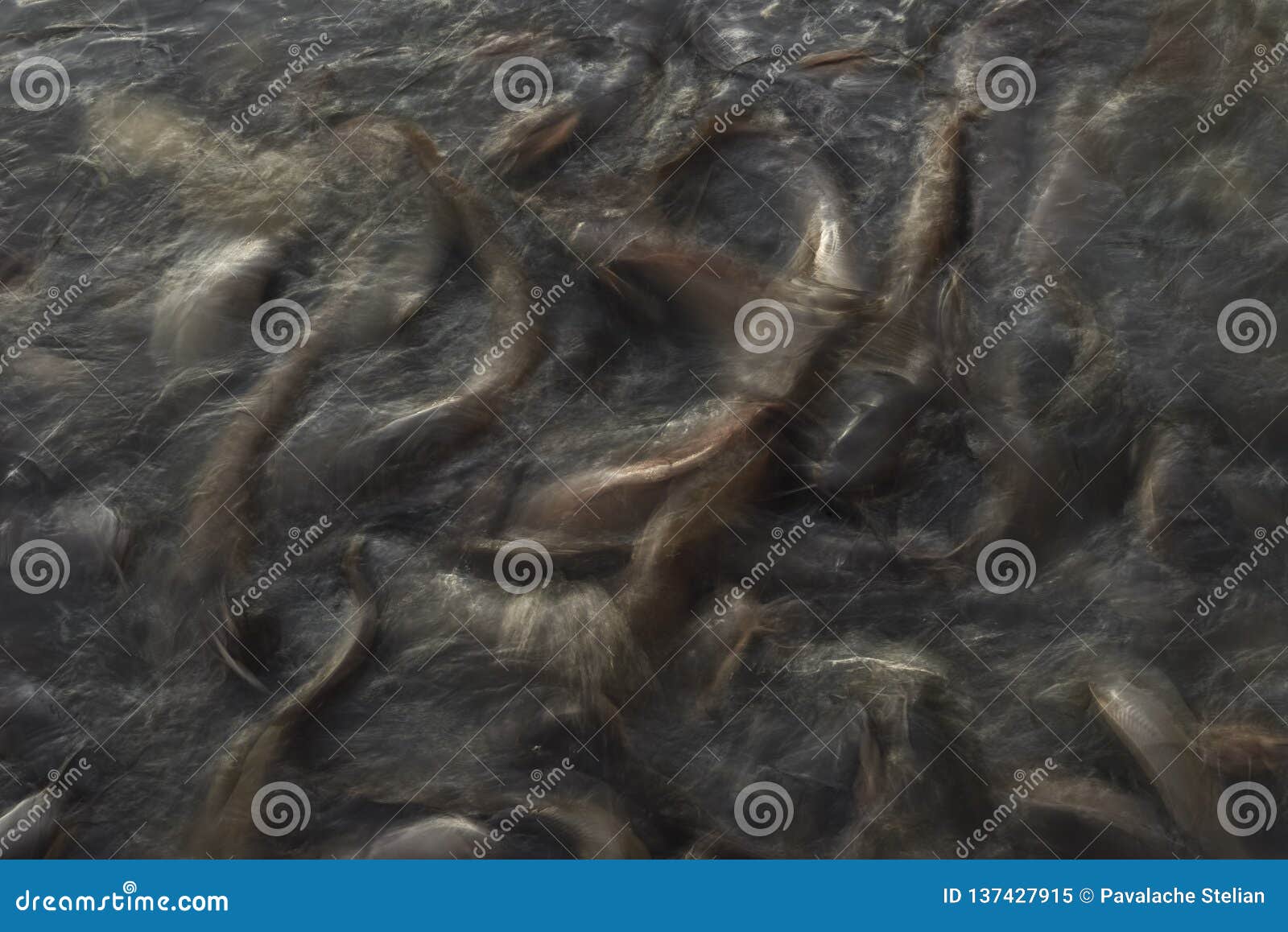 feeding time for wels catfish in lake near jaisalmer