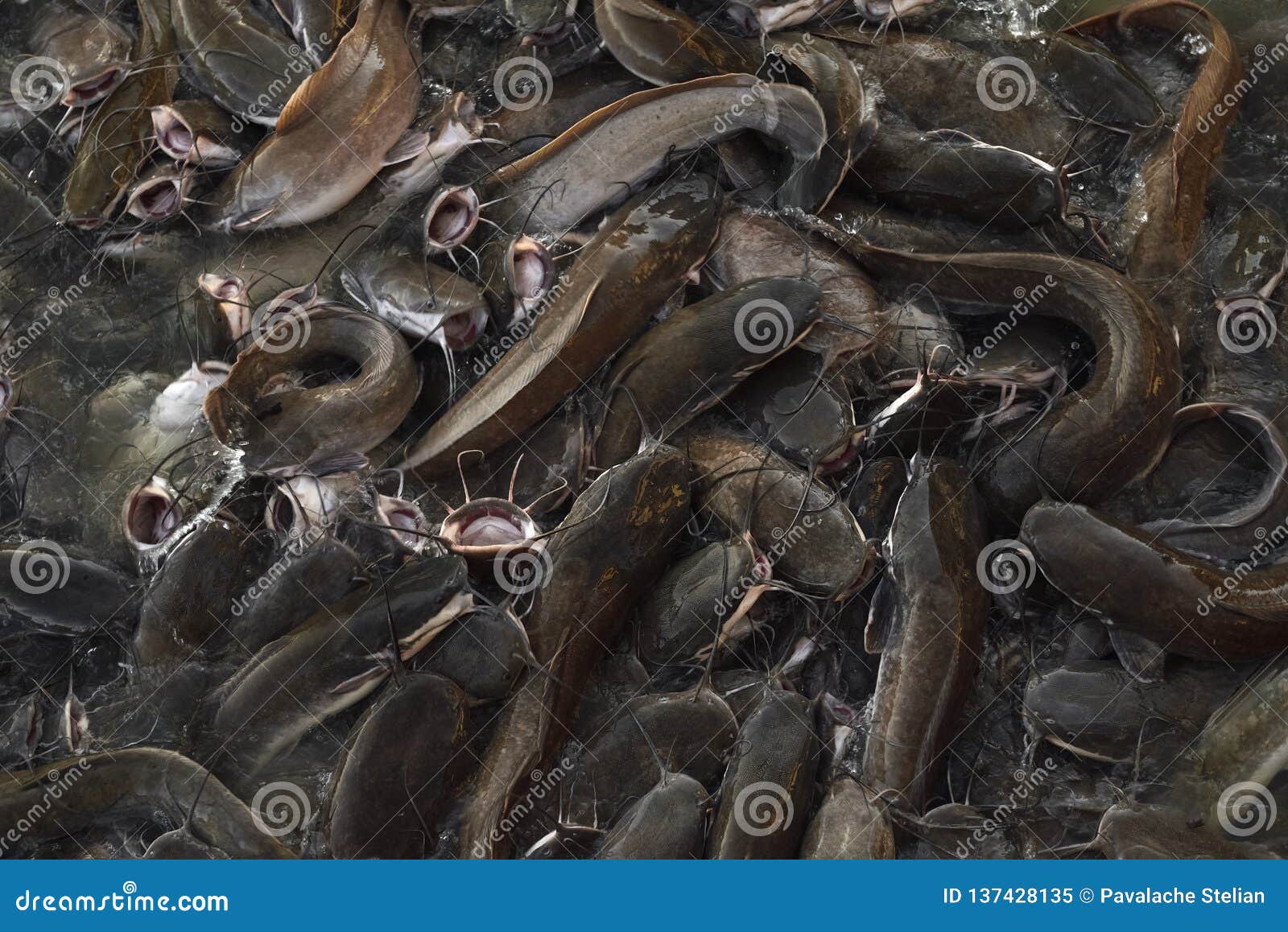 feeding time for wels catfish in lake near jaisalmer