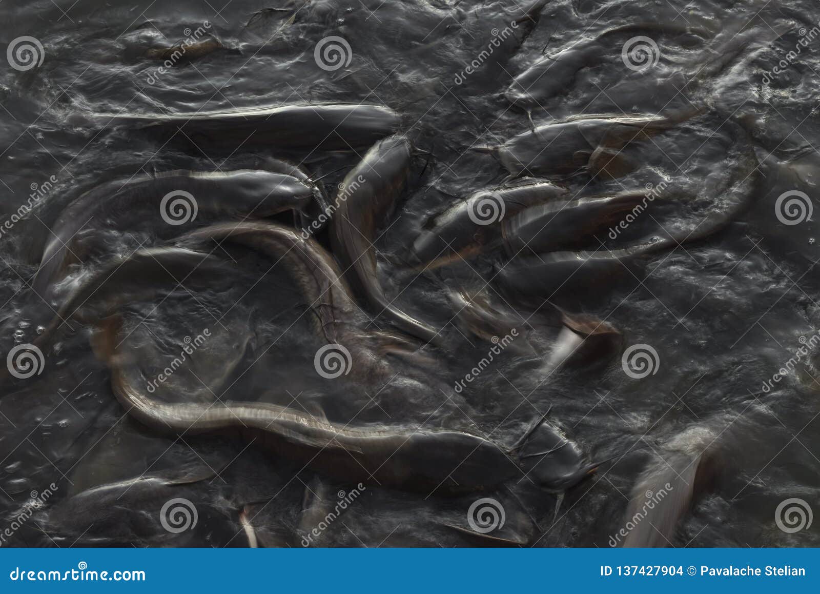 feeding time for wels catfish in lake near jaisalmer