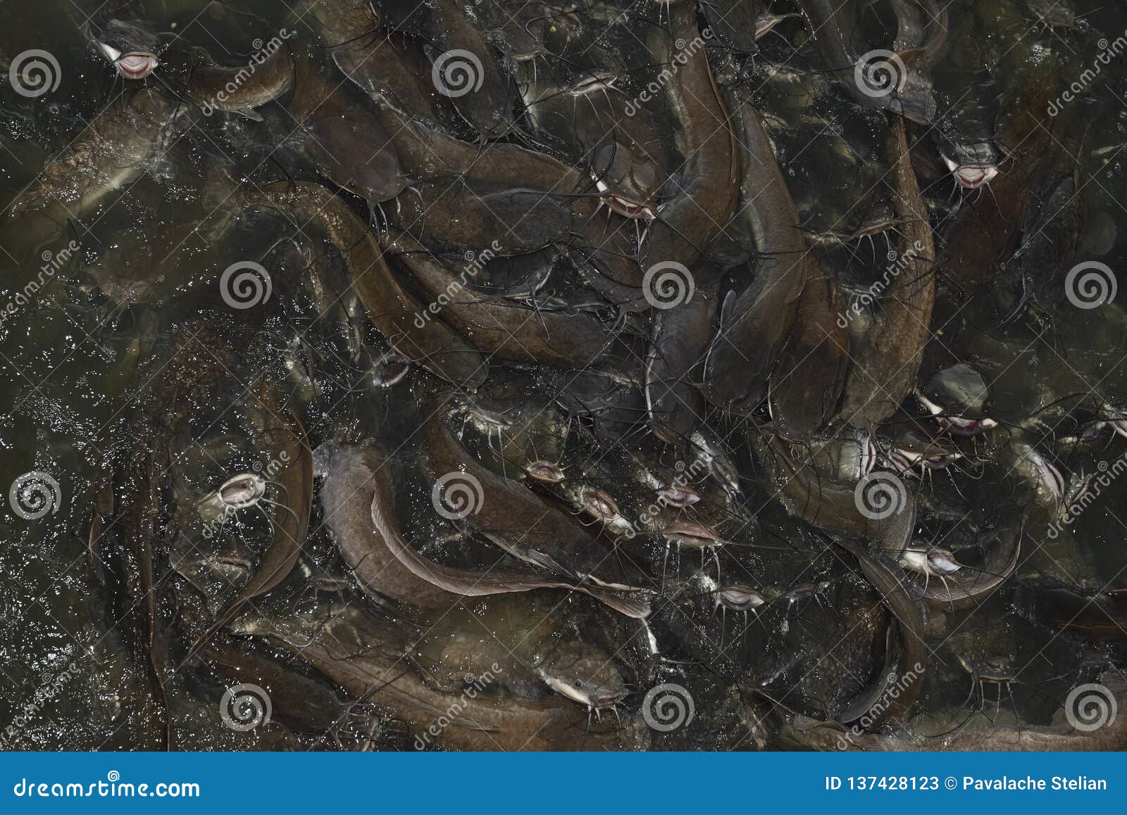 feeding time for wels catfish in lake near jaisalmer