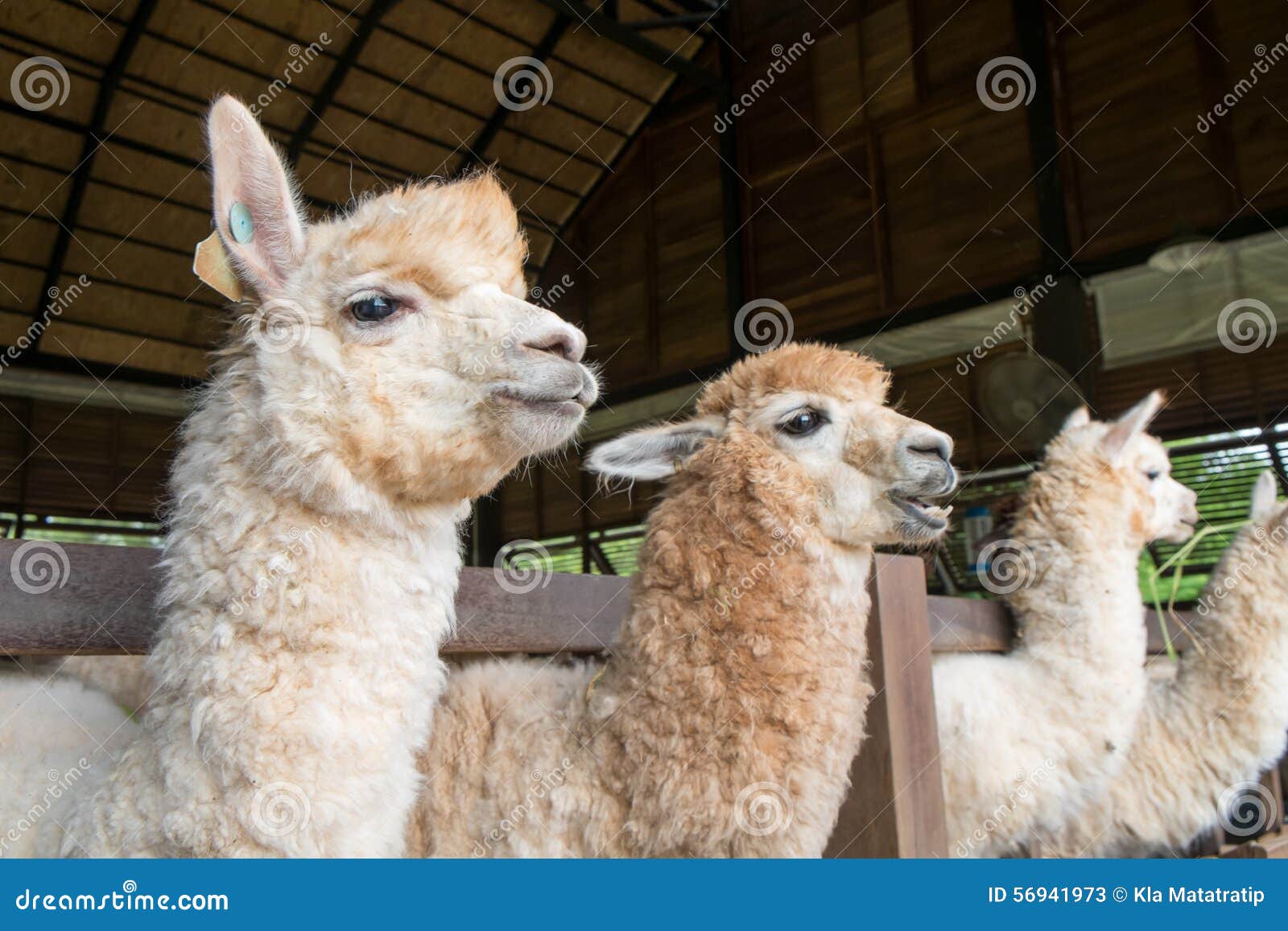 Feeding to Alpaka stock image. Image of alpaka, field 56941973