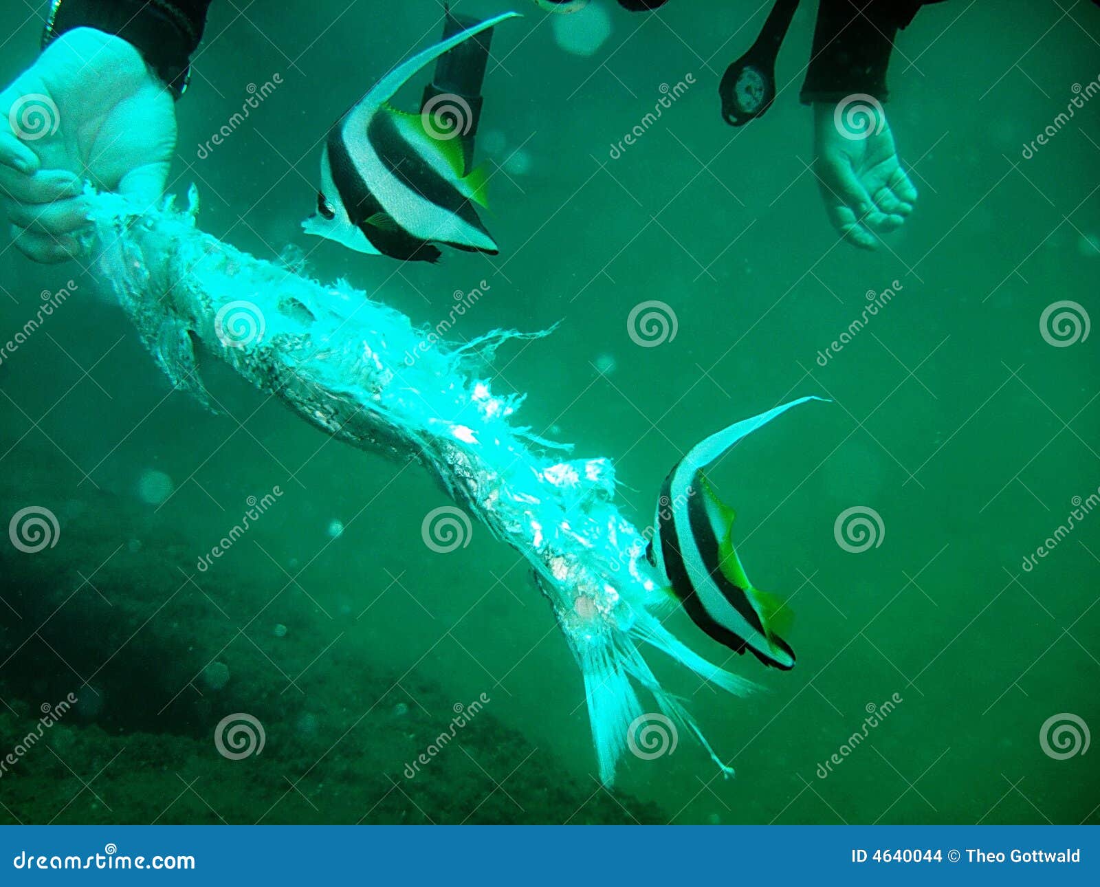 Feeding Tropical Fish stock photo. Image of tropics, scuba 4640044