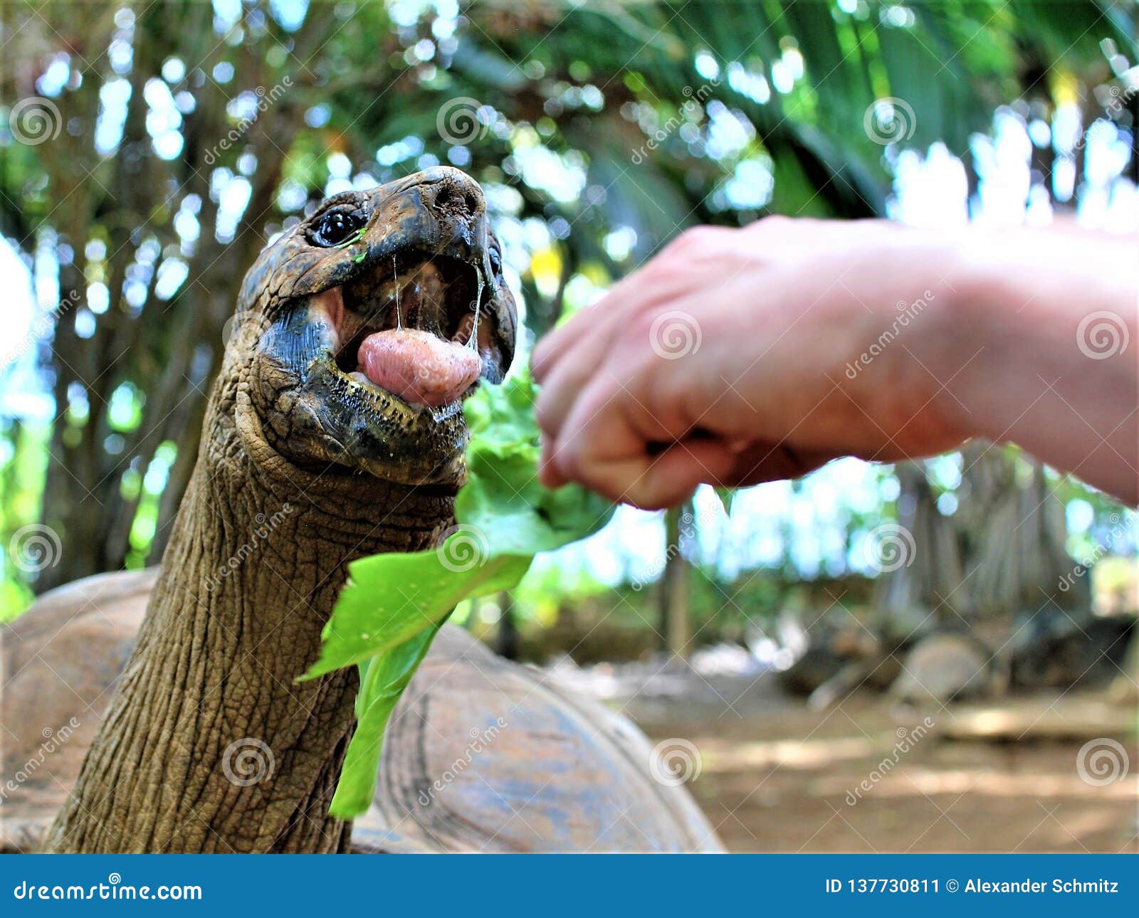 Feeding a turtle in vanilla nature park on mauritius island. Feeding a turtle with green leaf in vanilla nature park mauritius island