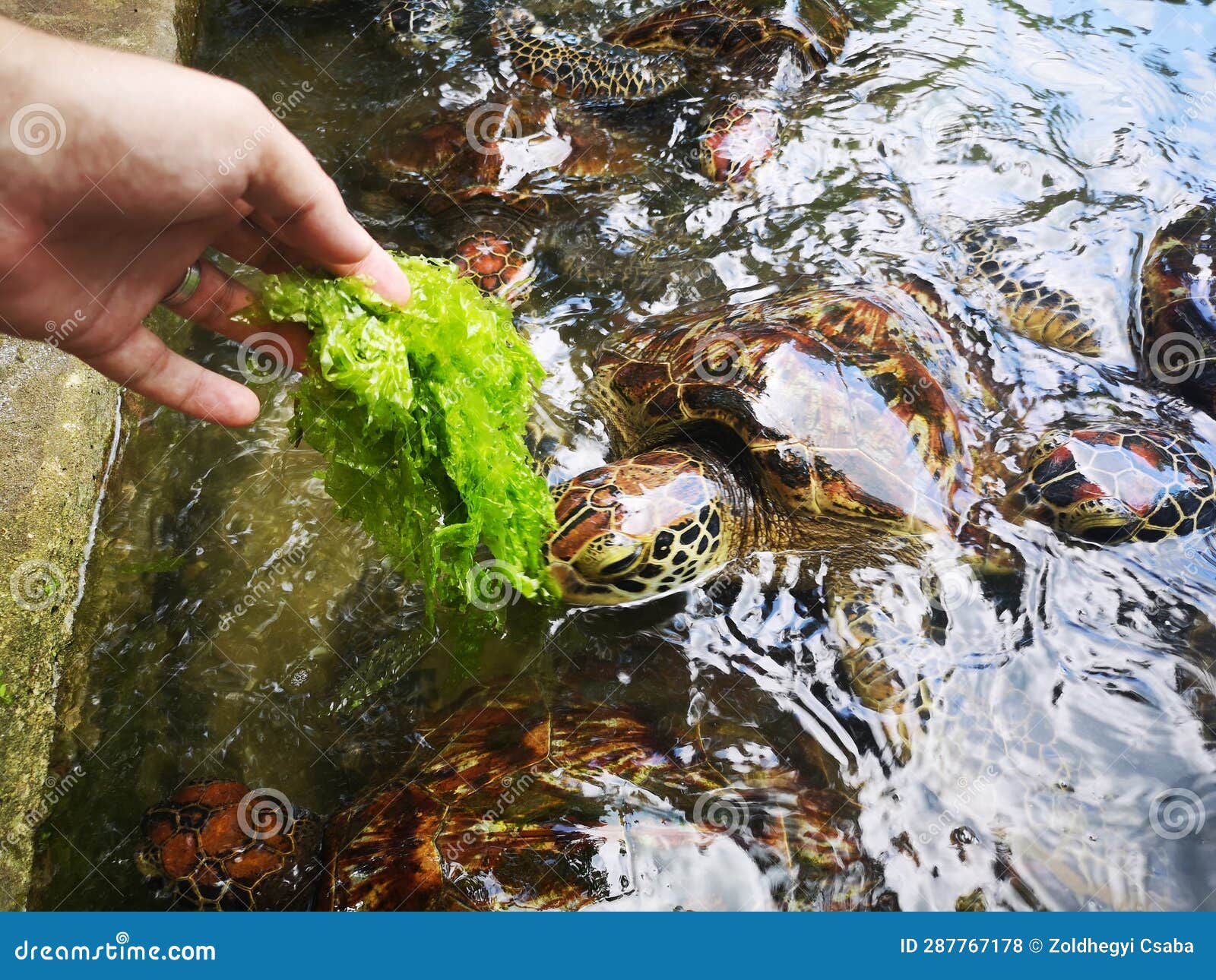 Feeding Turtles in the Sanctuary Stock Photo Image of nature