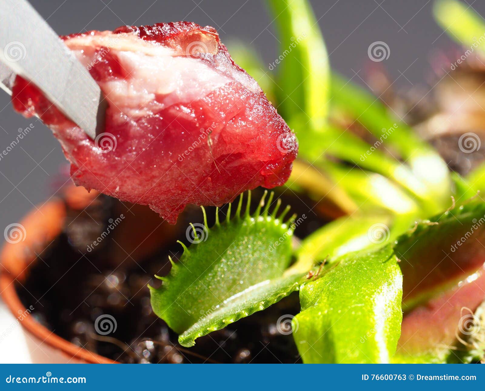 Feeding Venus Flytrap with Raw Beef Meat Stock Image Image of exotic