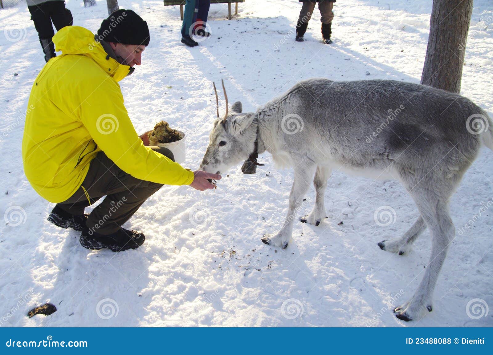 Feeding a young Reindeer stock photo. Image of feeding 23488088