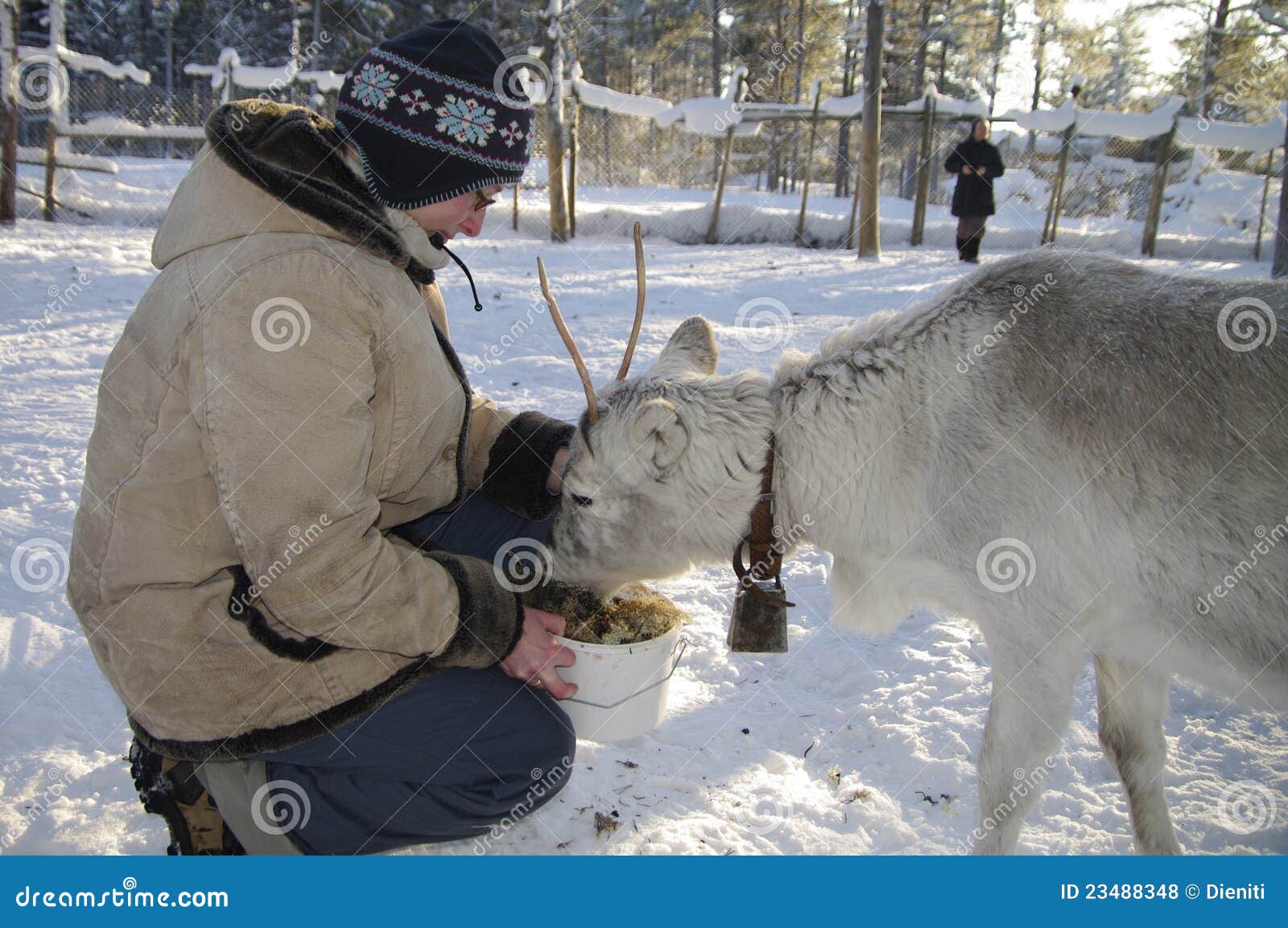 Feeding a young Reindeer stock photo. Image of circle 23488348