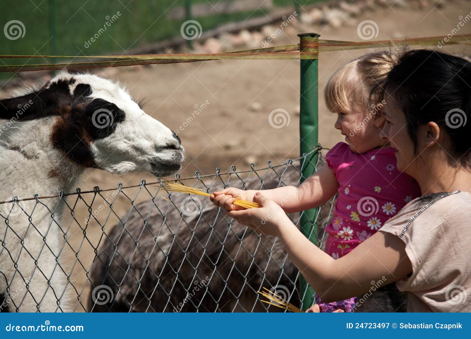 feeding zoo llama