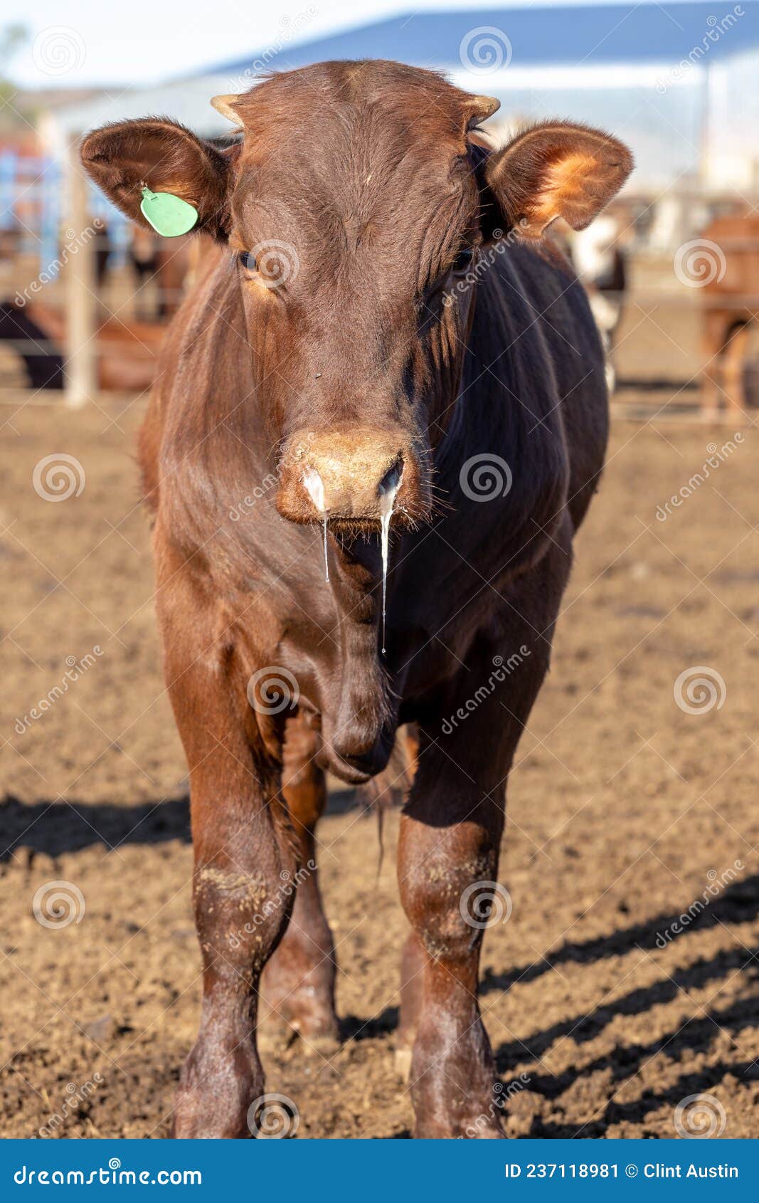 feedlot cow with bovine respiratory disease