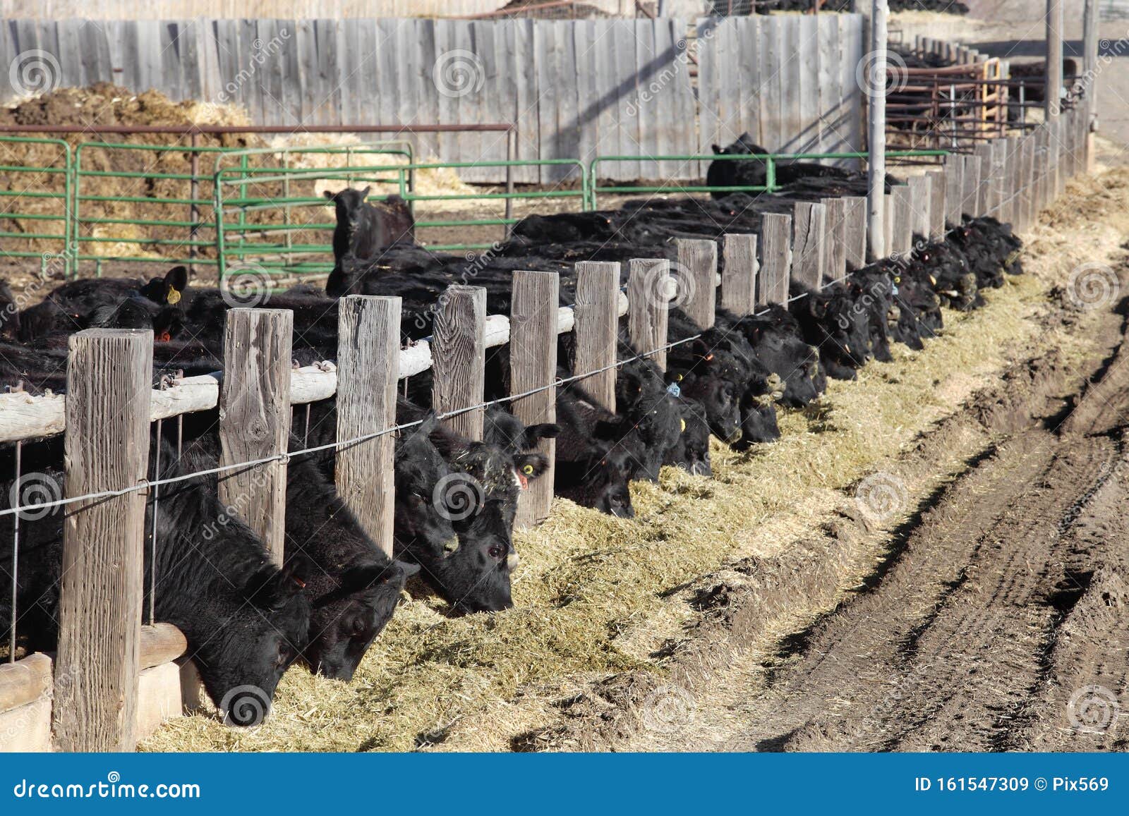 Black Angus Cattle Feeding at a Feed Lot/ Stock Image Image of