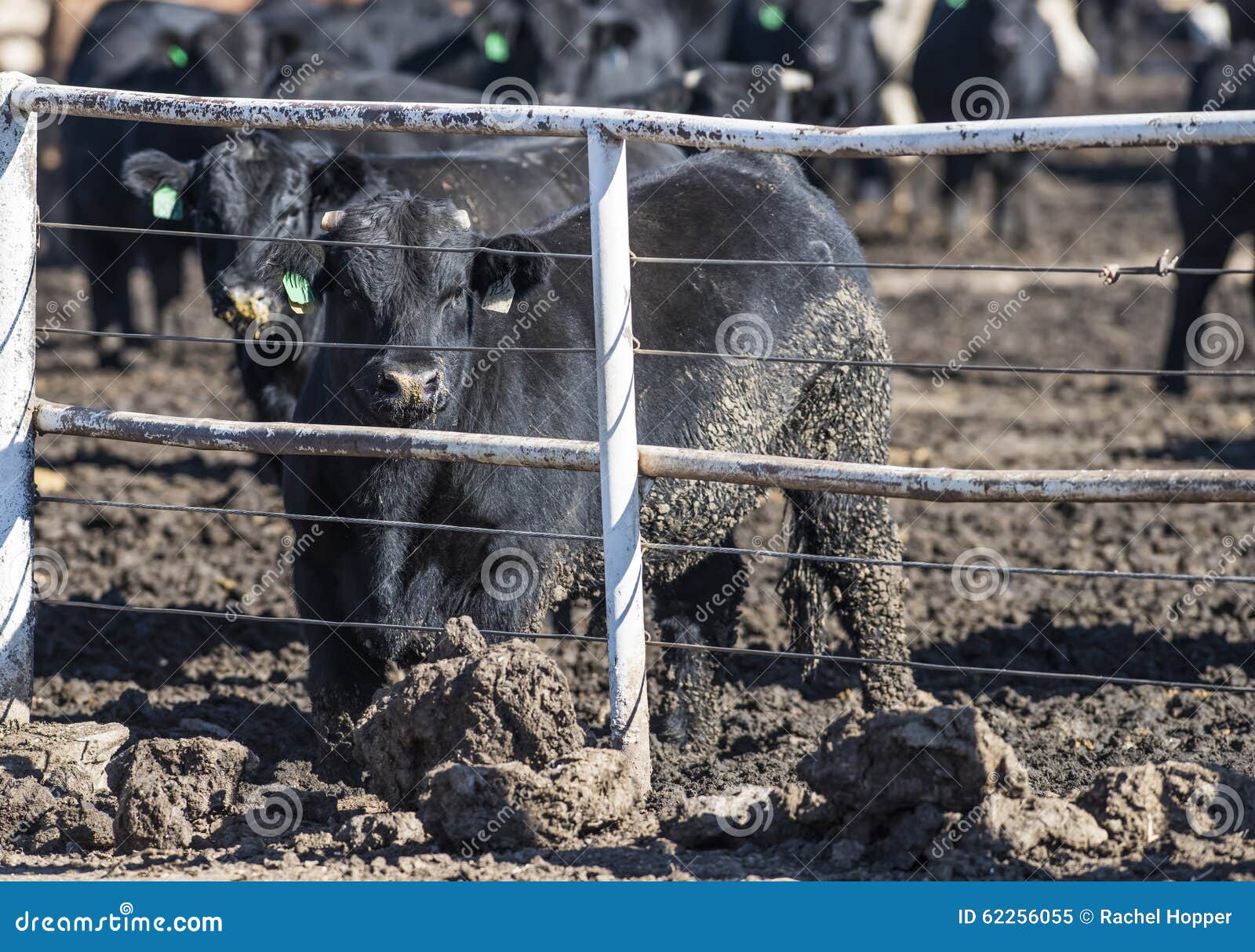 Feedlot Cows in the Muck and Mud Stock Image Image of field, feed