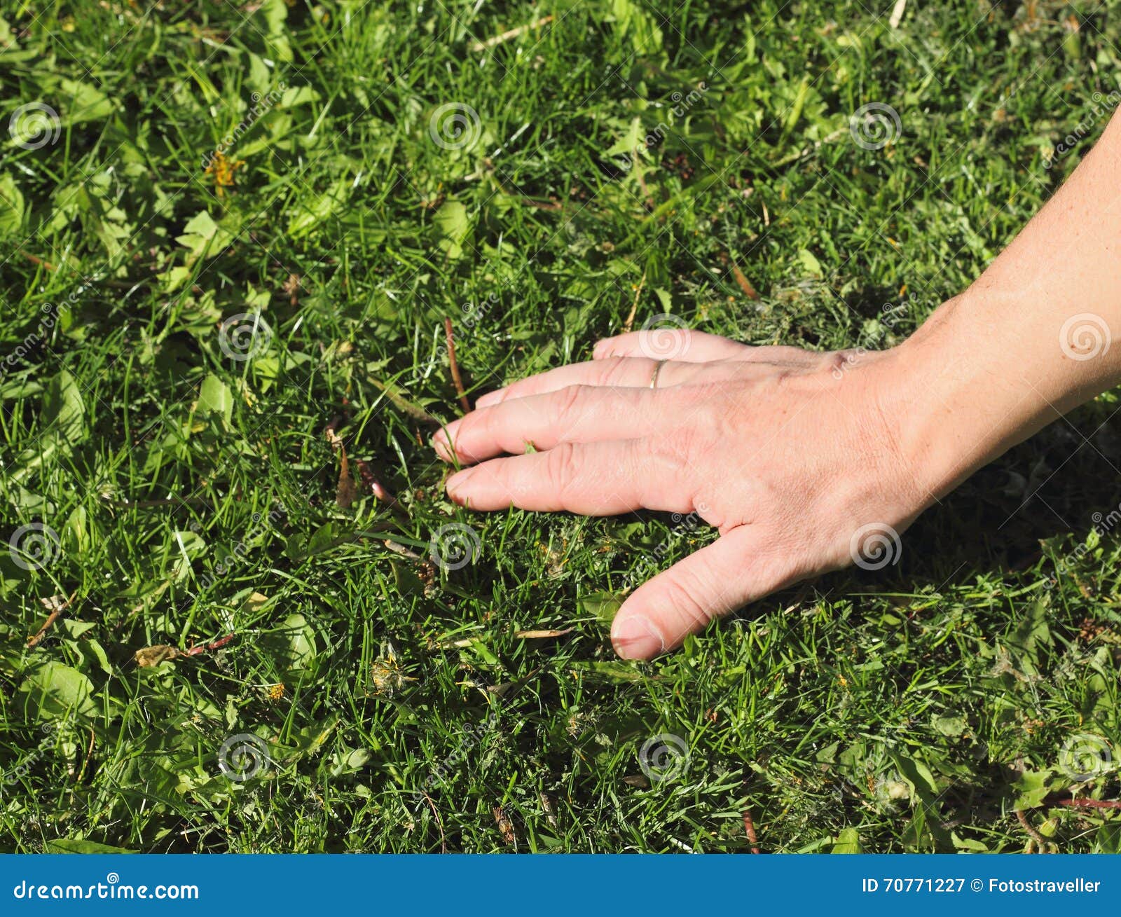 Feel the hand green lawn stock image. Image of body, fresh 70771227