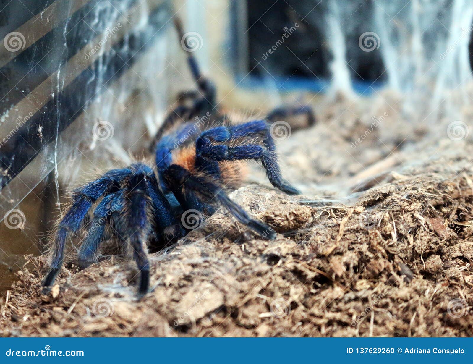 Feeling Renewed Brachypelma Albiceps Tarantula Stock Photo - Image of ...