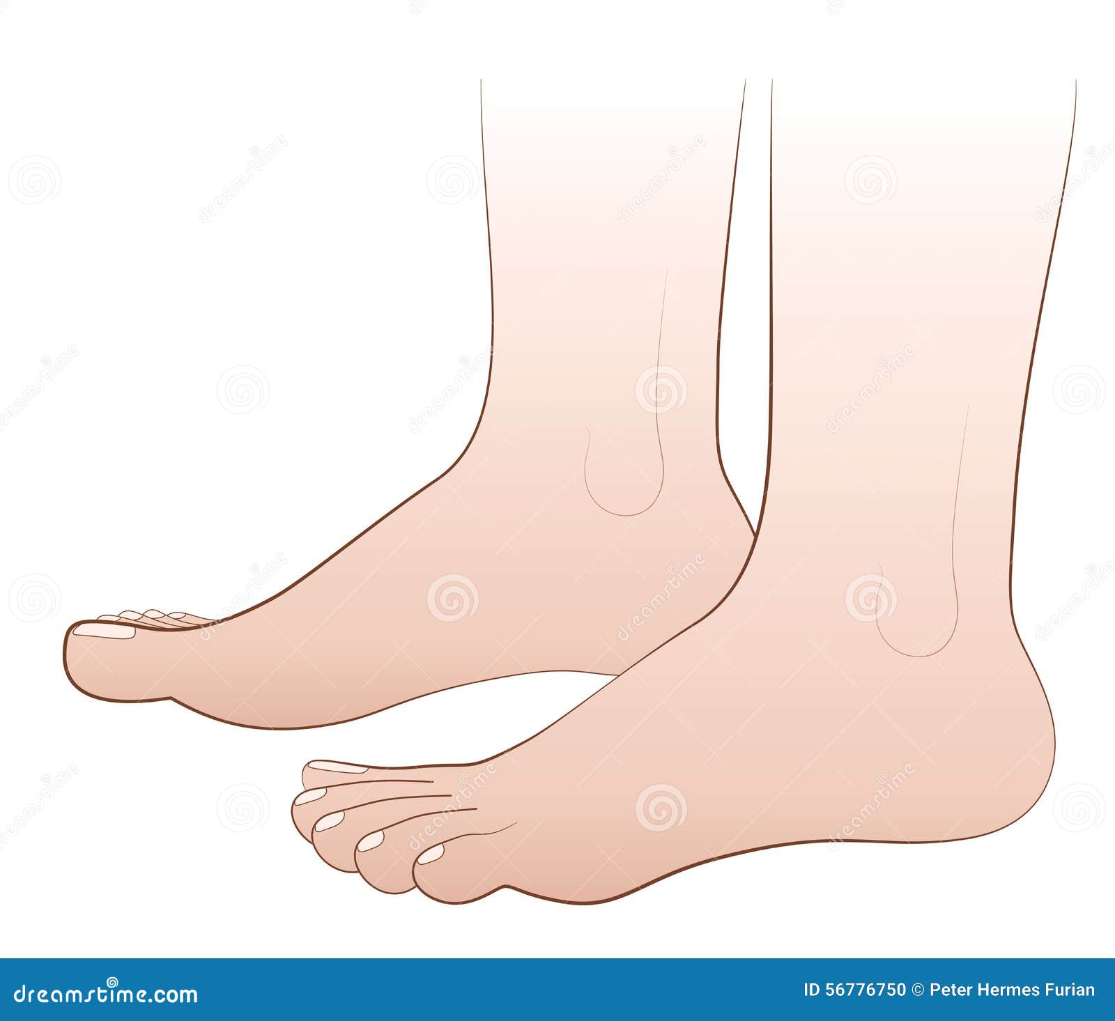 Feet Barefoot stock vector. Illustration of toes, standing 56776750