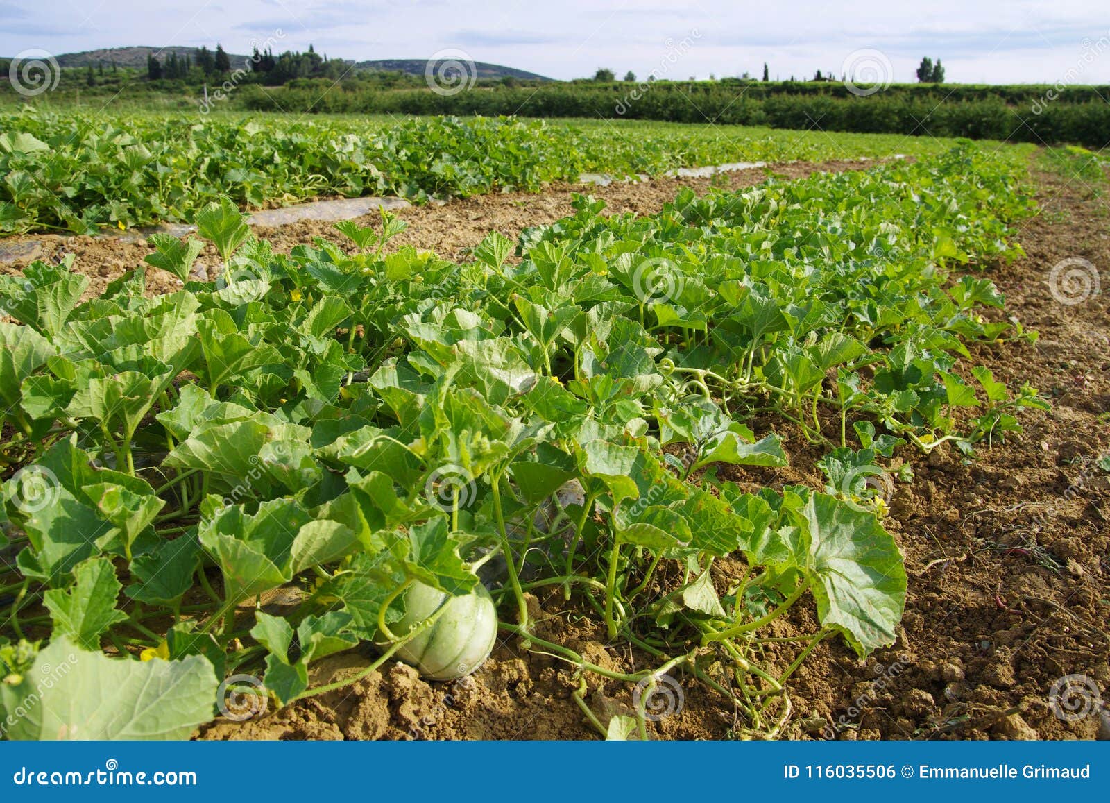 Feet of melons in a field stock photo. Image of season - 116035506