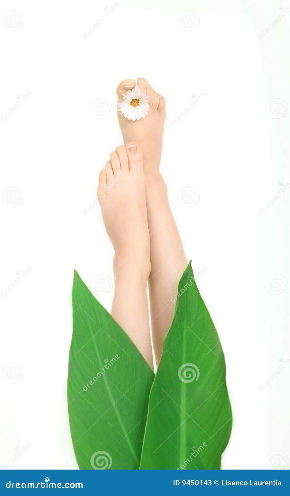 Feet with petals stock image. Image of peducure, therapist 9450143
