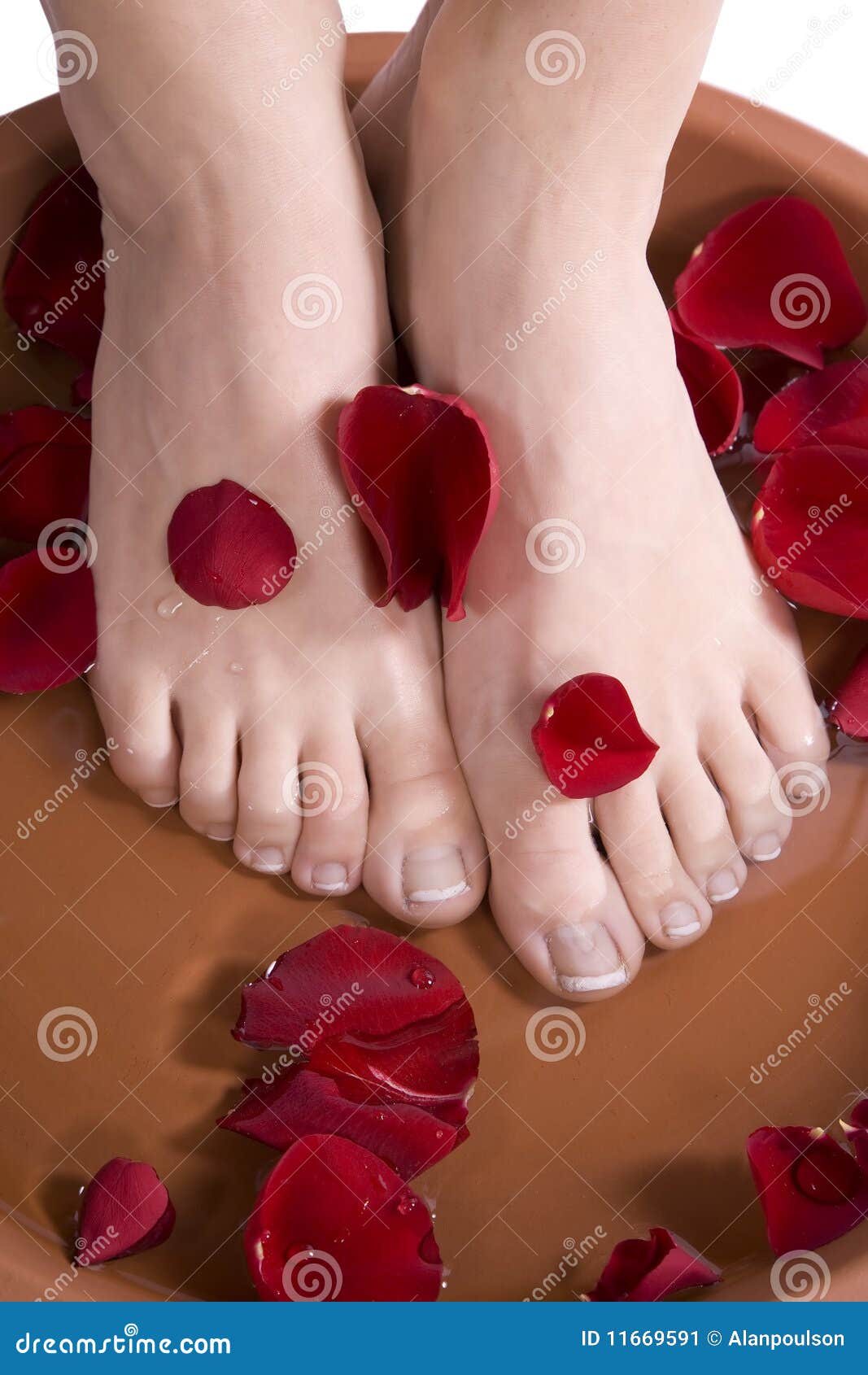 Feet in rose stock image. Image of luxury, feet, nature 11669591
