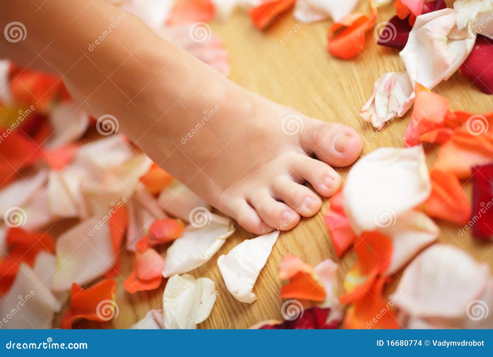 Feet and rose petals stock photo. Image of fresh, care 16680774