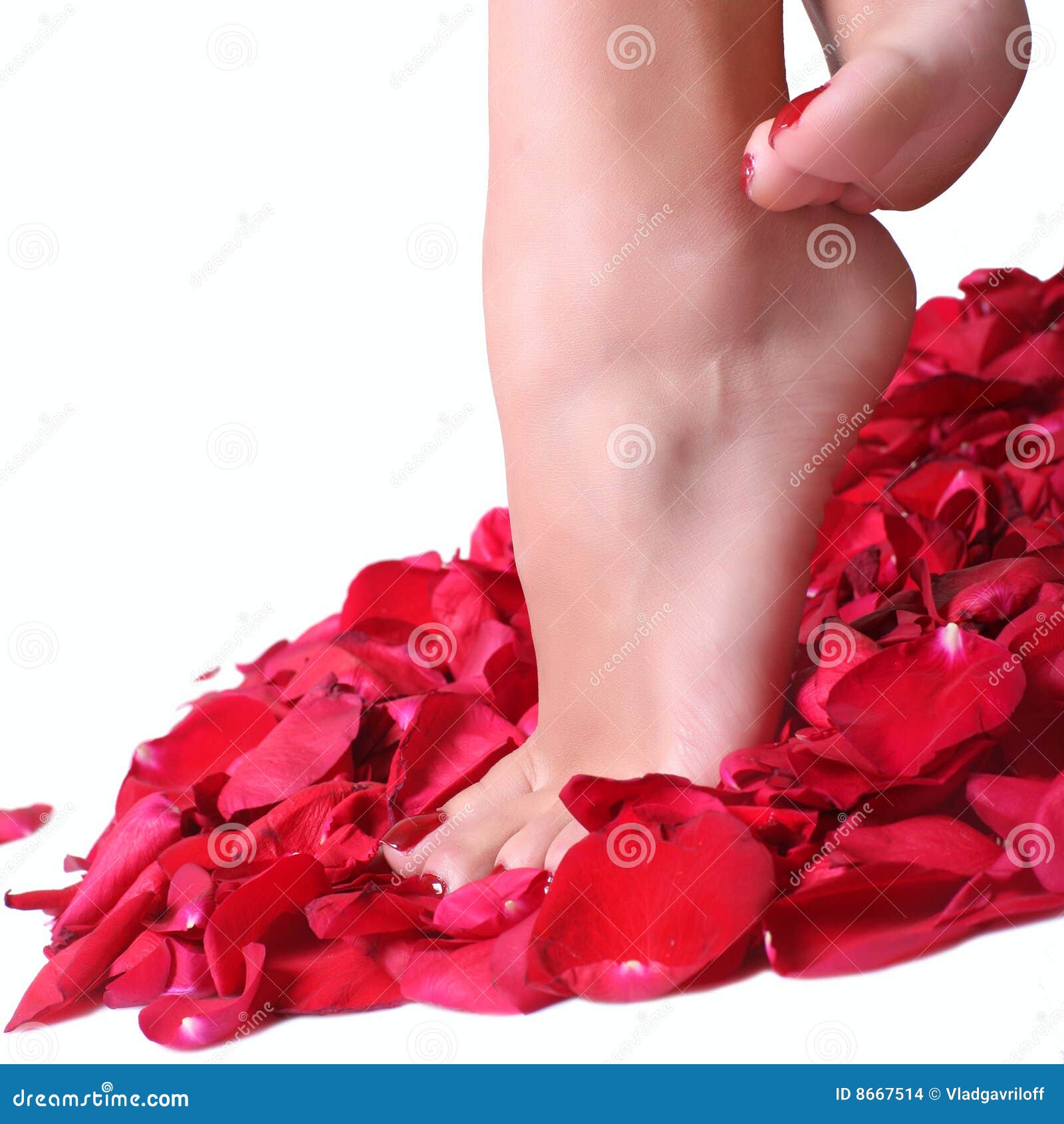 Feet and rosepetals stock photo. Image of fresh, health 8667514