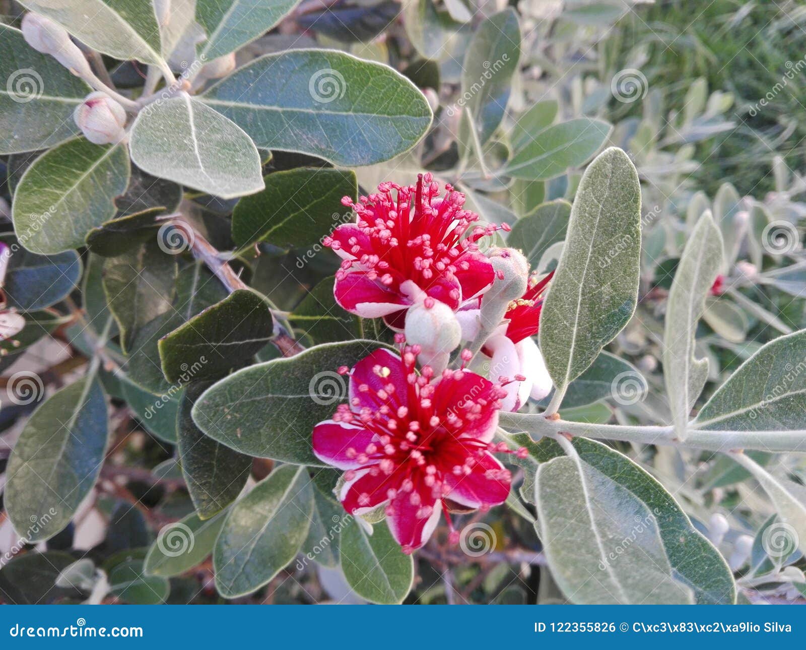 Feijoa Flower stock photo. Image of natureza, feijoa 122355826