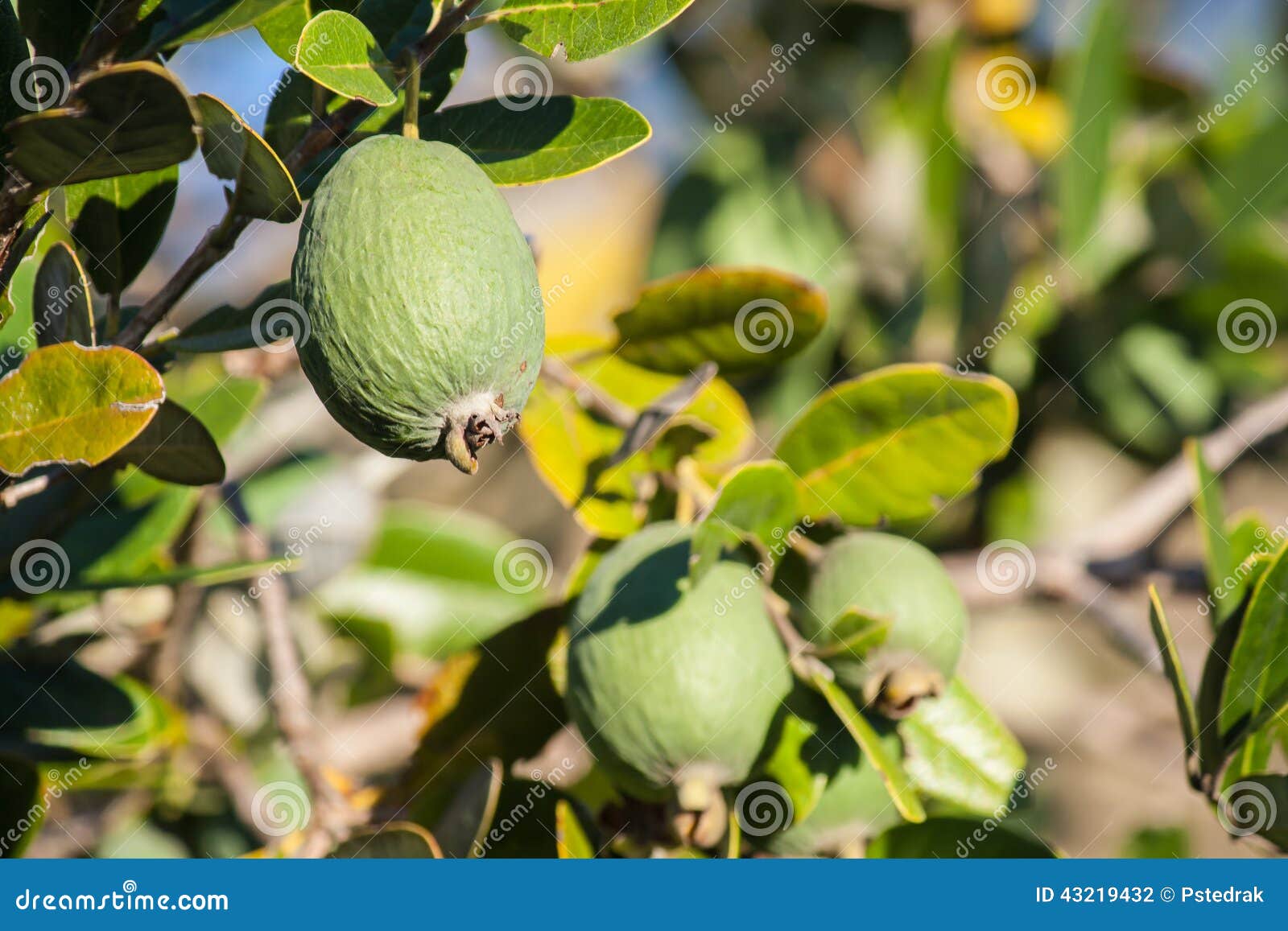 Feijoa fruit stock photo. Image of garden, farm, healthy 43219432