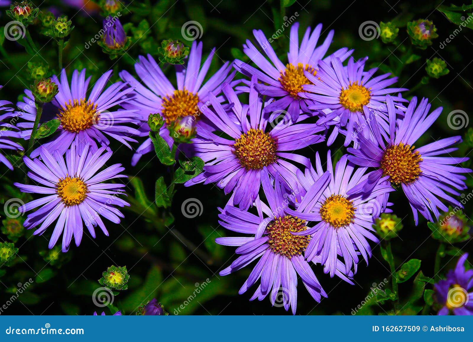 Feiras De Outono Roxas, Brancas, Ao Anoitecer Flores Perenes De Crescimento  Fácil Agosto E Setembro Florescem Imagem de Stock - Imagem de agosto,  perene: 162627509