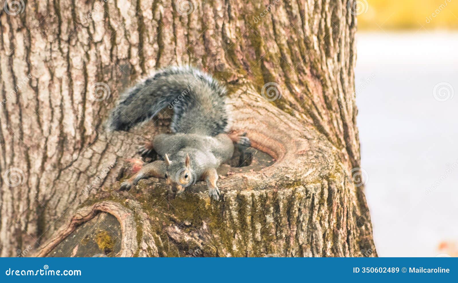 a feisty squirrel hanging out on an oak tree with detailed bark background
