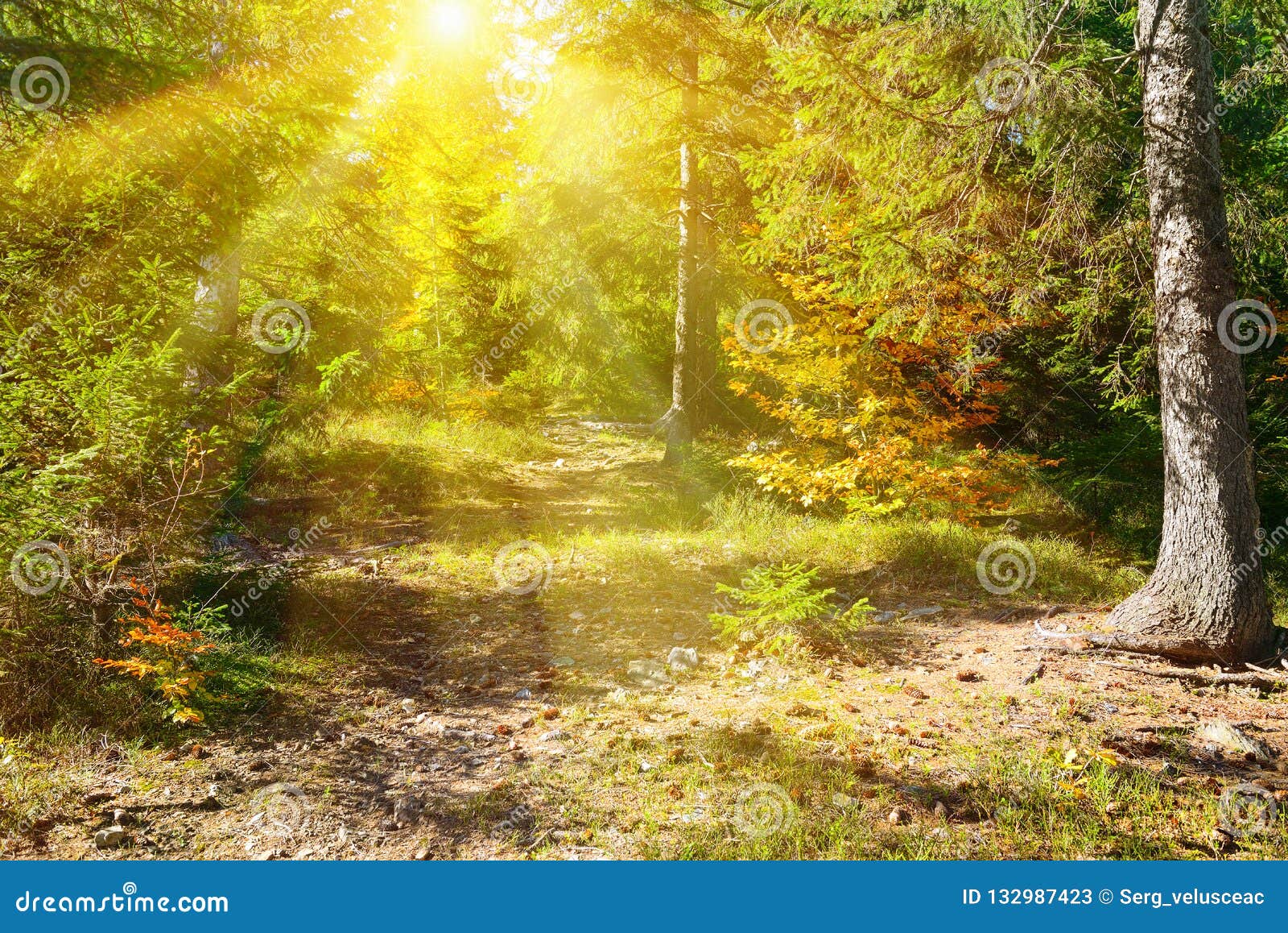 Feixe Do Nascer Do Sol Na Floresta Do Outono Imagem De Stock Imagem De Floresta Nascer 132987423
