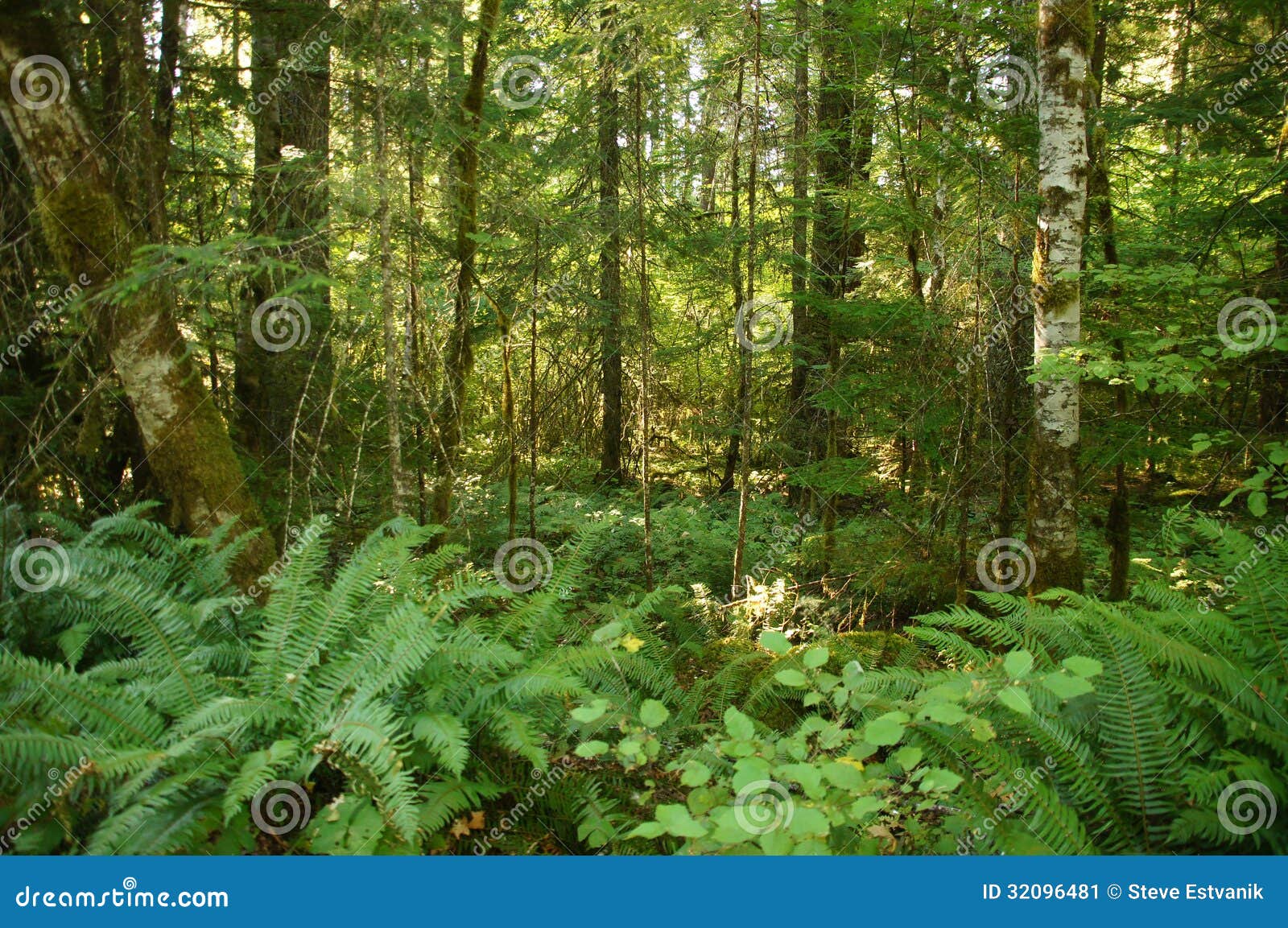 Woodland Fogliame Per Alberi - Art. F1131 | Modellismoferroviario - Foto 8