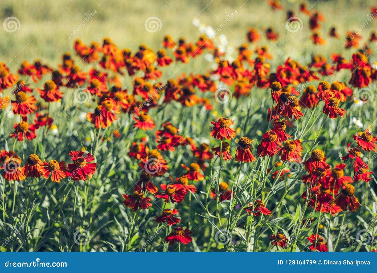 Feld Mit Blumen Von Kareopsis, Orange Blumen Im Garten