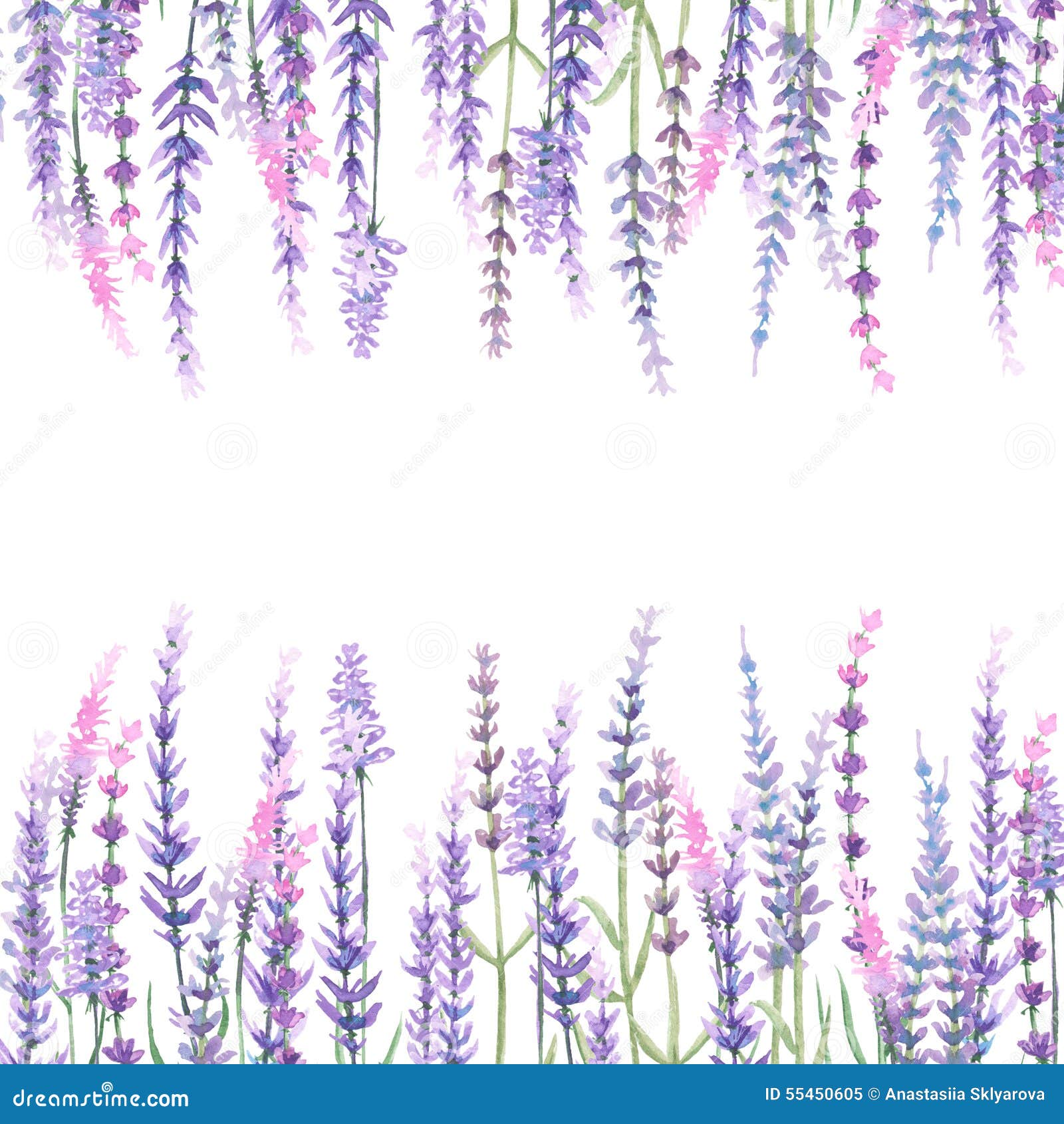 feld mit lavendel 55450605