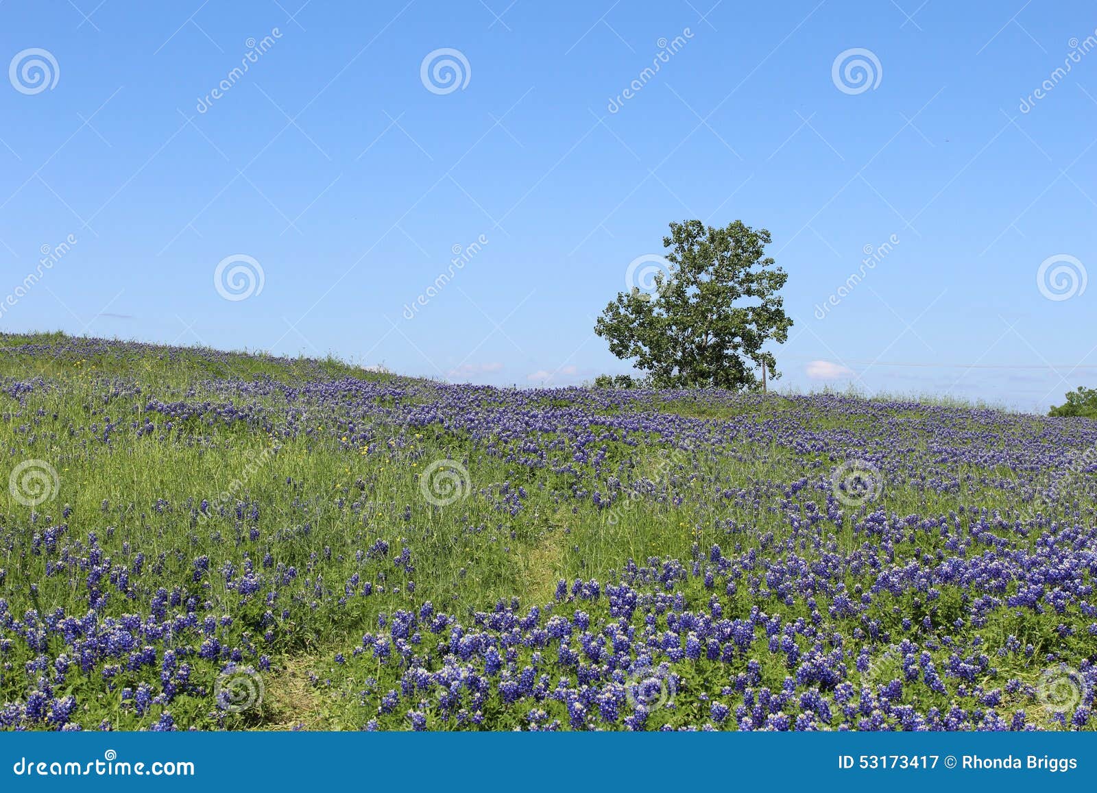 Feld von Bluebonnets. Großes Feld gefüllt mit gebürtigem Texas Bluebonnets