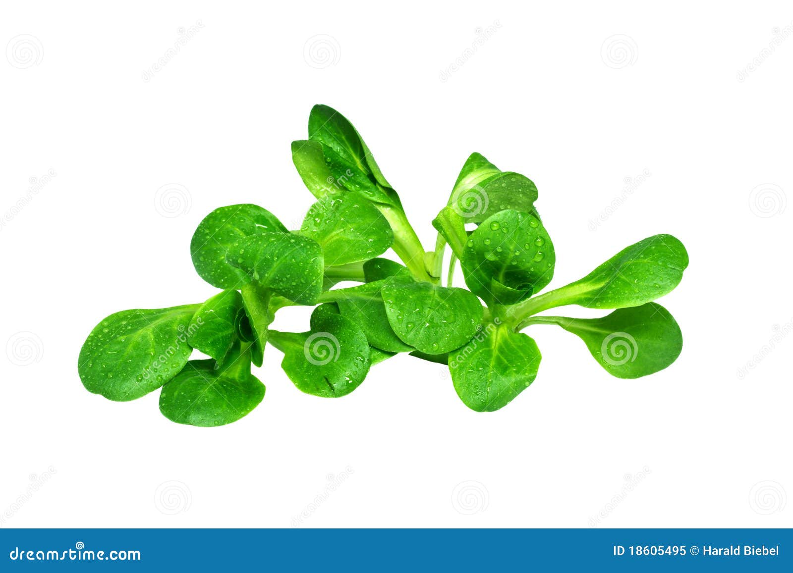 Feldsalat/Feldsalat stockbild. Bild von anlasser, büfett 18605495