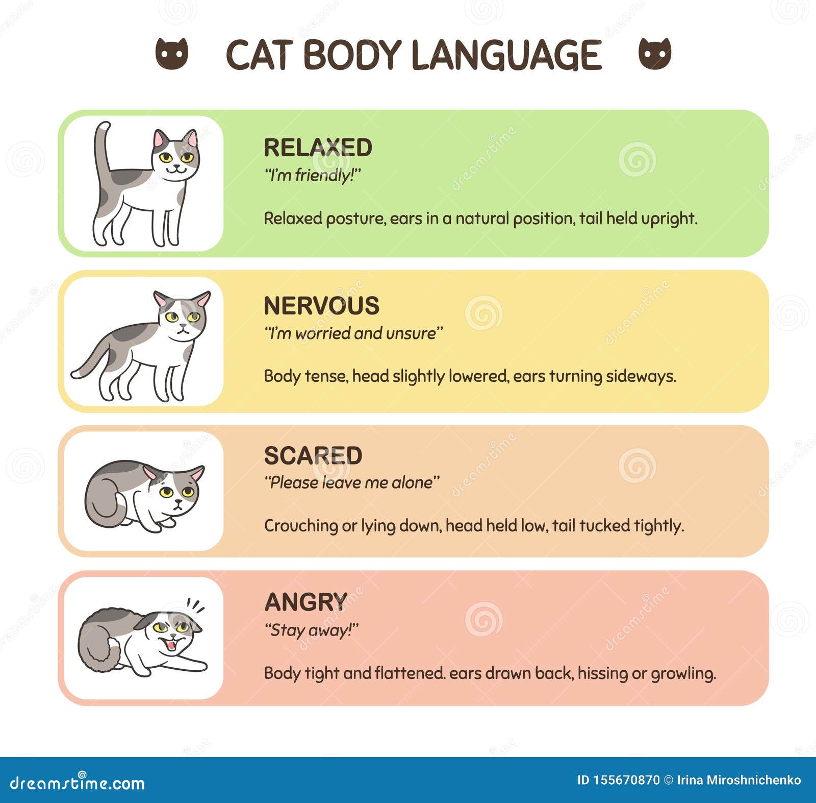 Cat Body Language Infographic Stock Vector Illustration Of Body Graphic 155670870