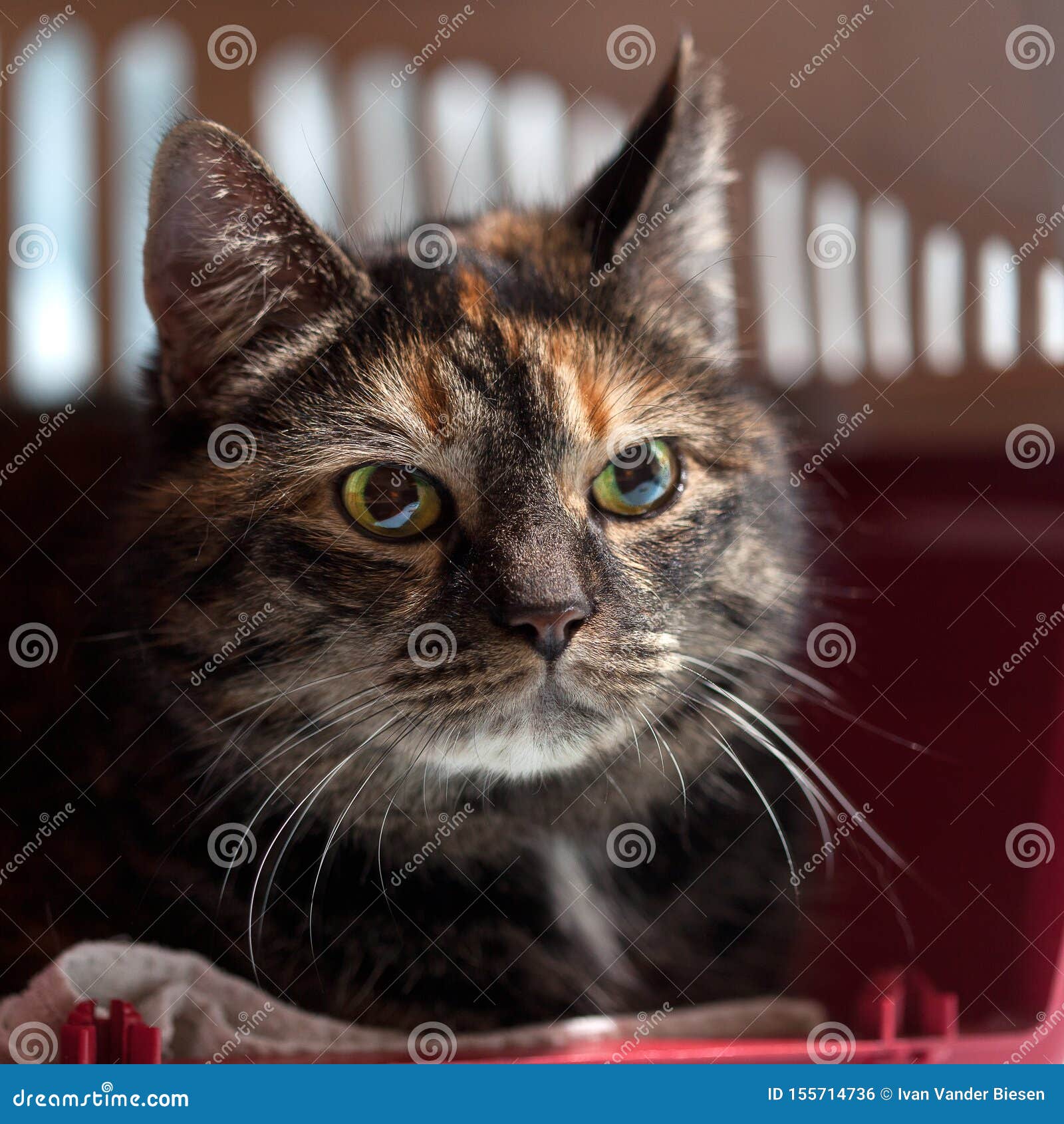 Feline Cat Sun Beams Shadows Stock Photo Image of sofa, background
