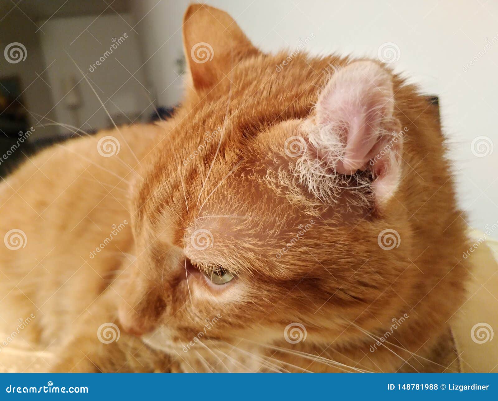 Feline Ear Hematoma On Mature Cat Stock Photo Image of scratching