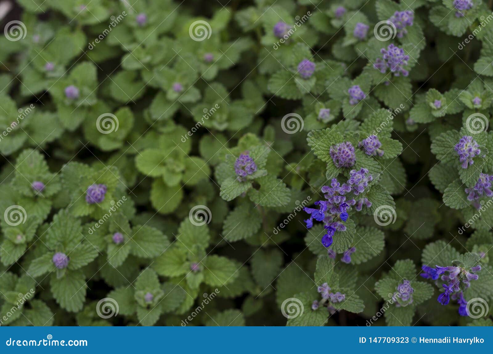 Feline Mint Variety with Blue Flowers Stock Image Image of flowers