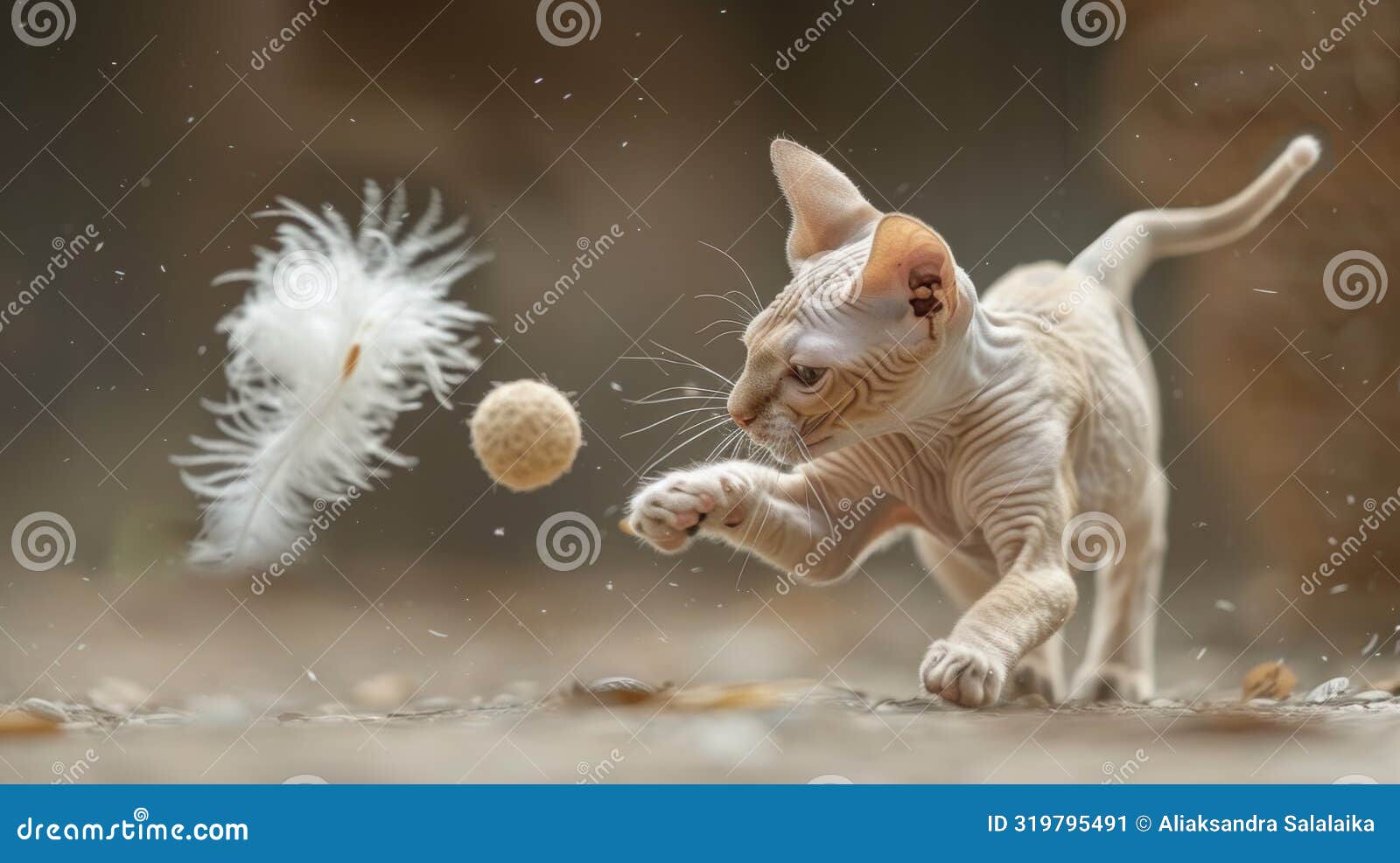 feline playfulness, watching a lively sphynx cat chase a feather toy is a delightful display of agility and energy