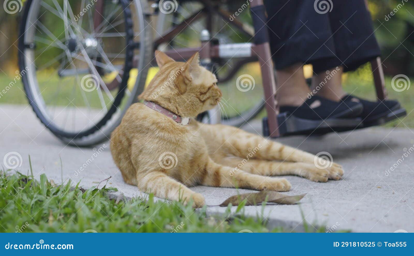 Feline Therapy or Therapy Cats for Dementia Patients , Stimulate