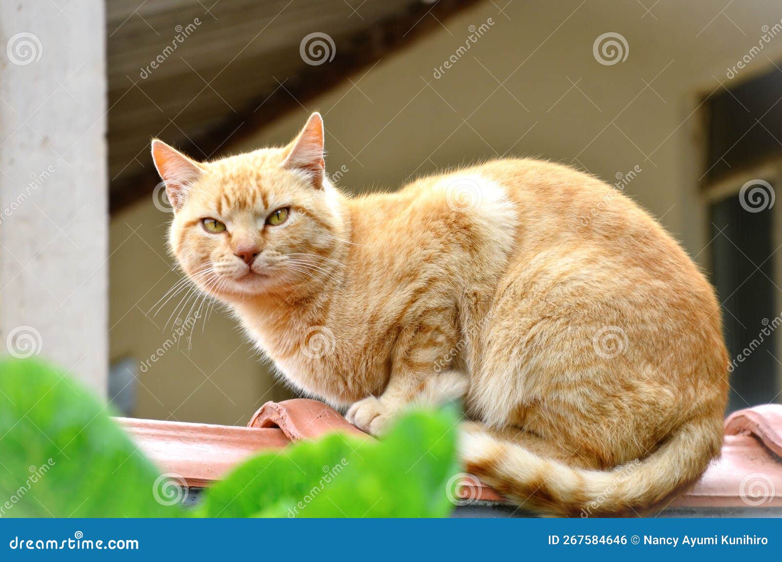 felis catus cat on the wall in the backyard