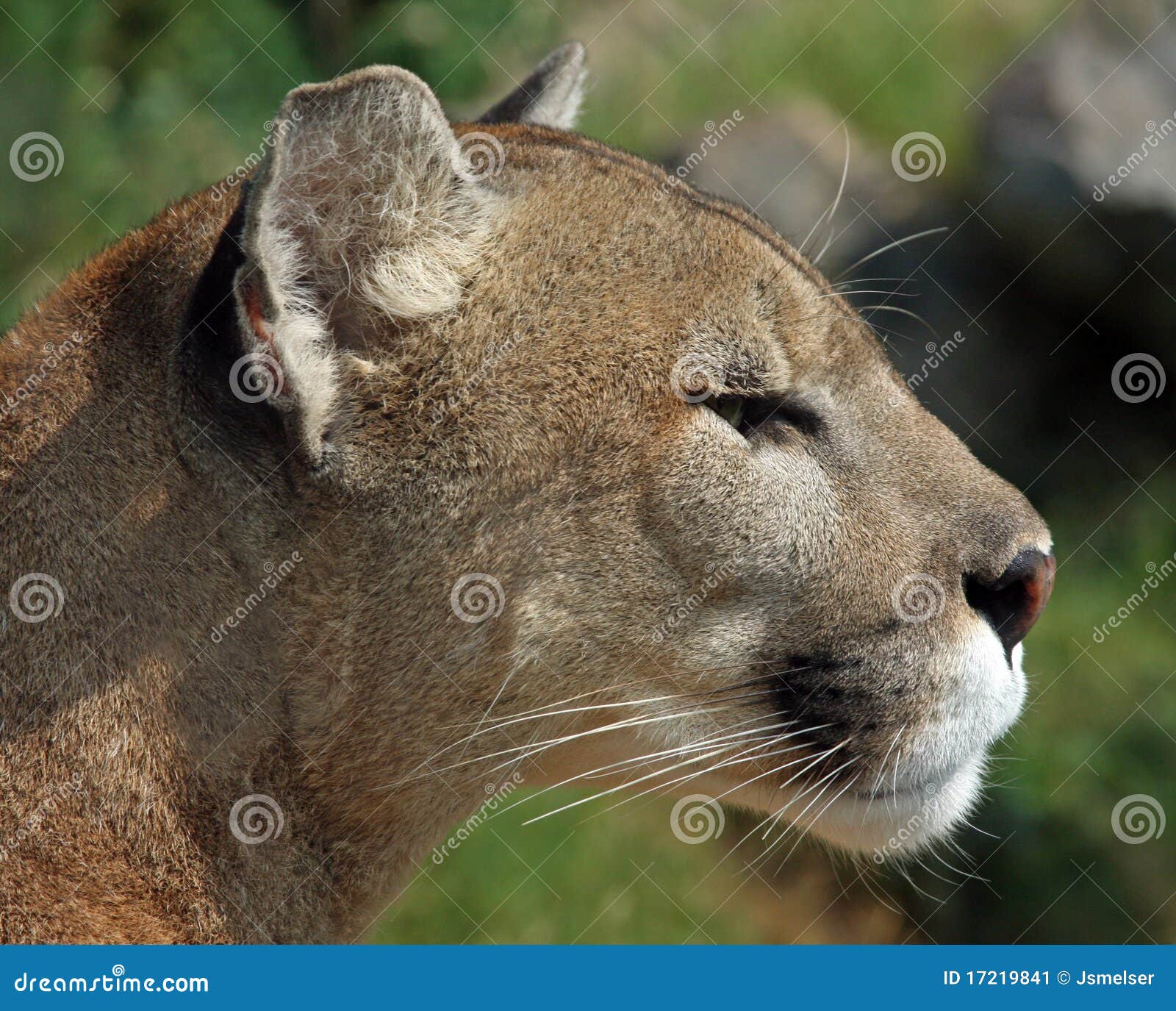 Felix concolor [Cougar] stock image. Image of nature - 17219841