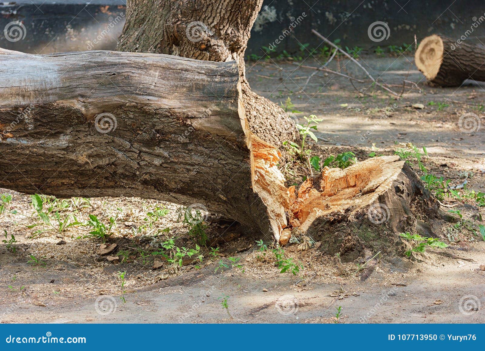 A Felled Tree A Stump A Fallen Tree Trunk Green Plantations An Image