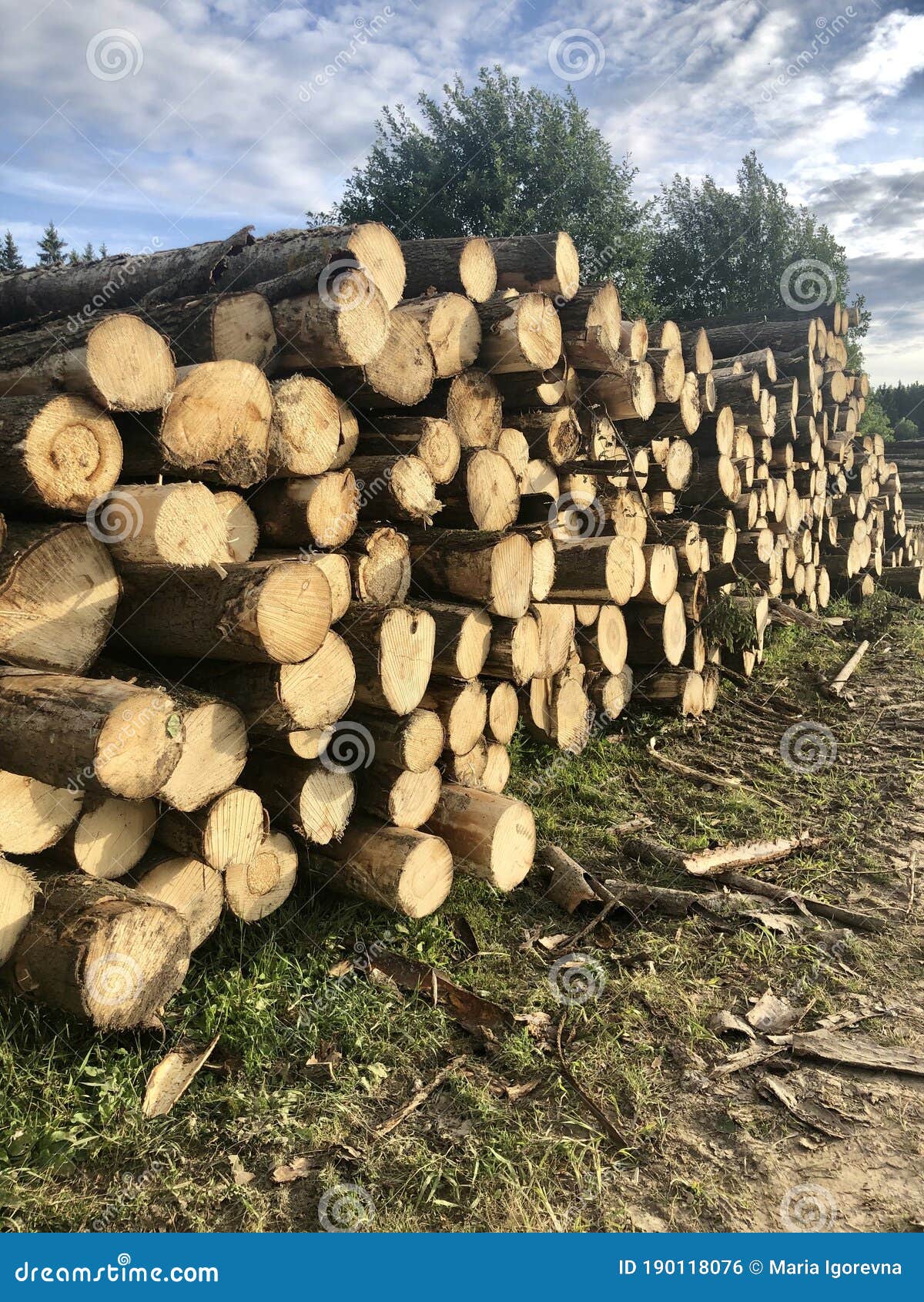 Felling of Trees Deforestation Field Processing Paper Stock Photo