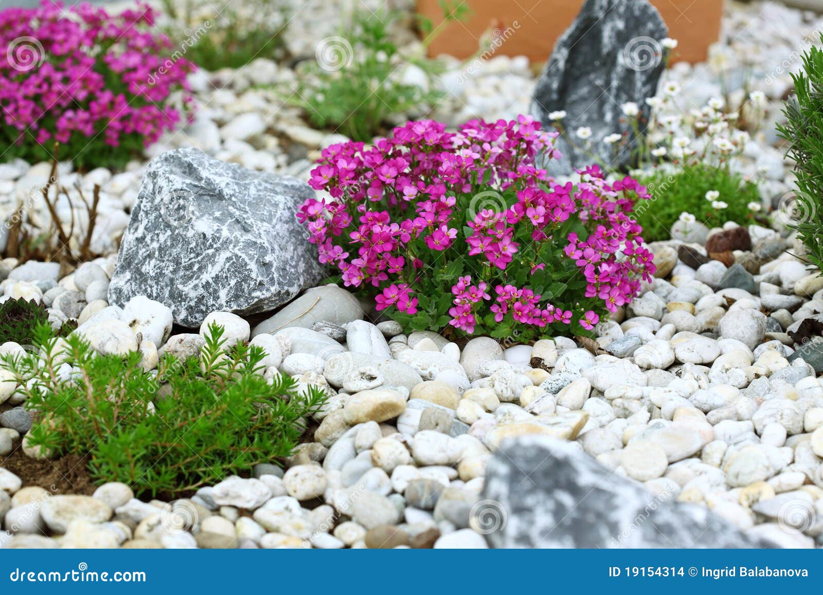 Felsengarten stockfoto. Bild von botanik, bedeckung